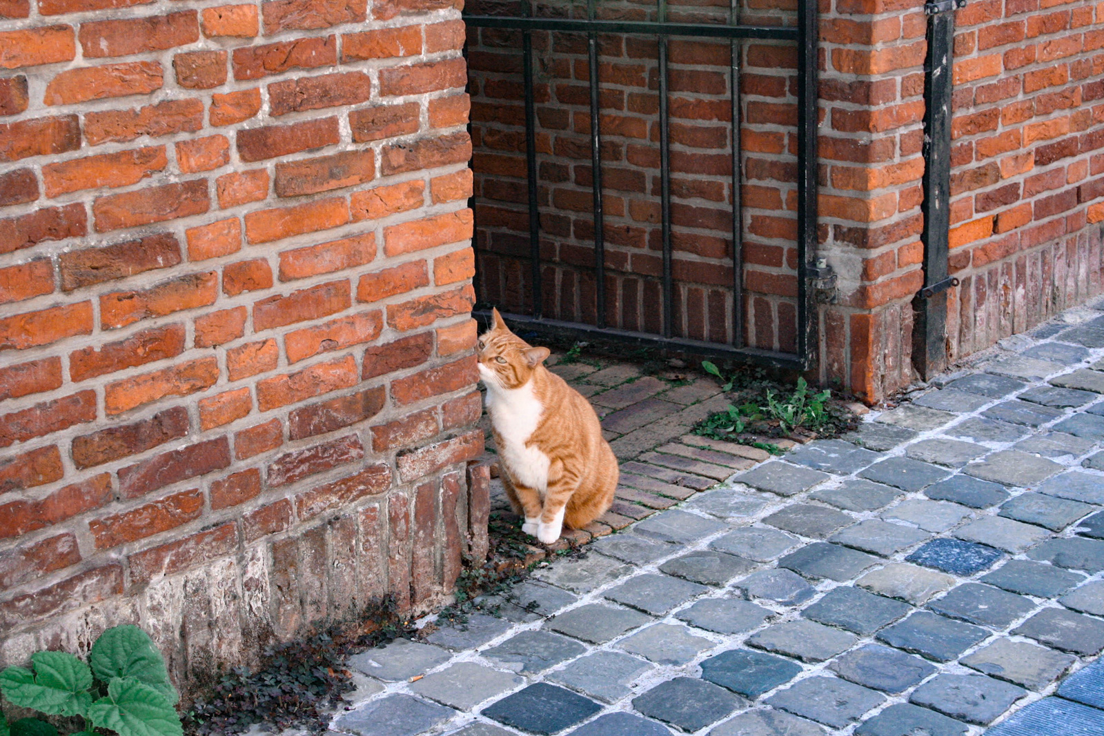 Belgian Cat —— 2018