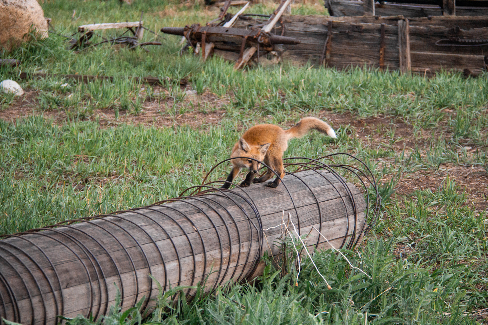 Fox n friends —— 2020