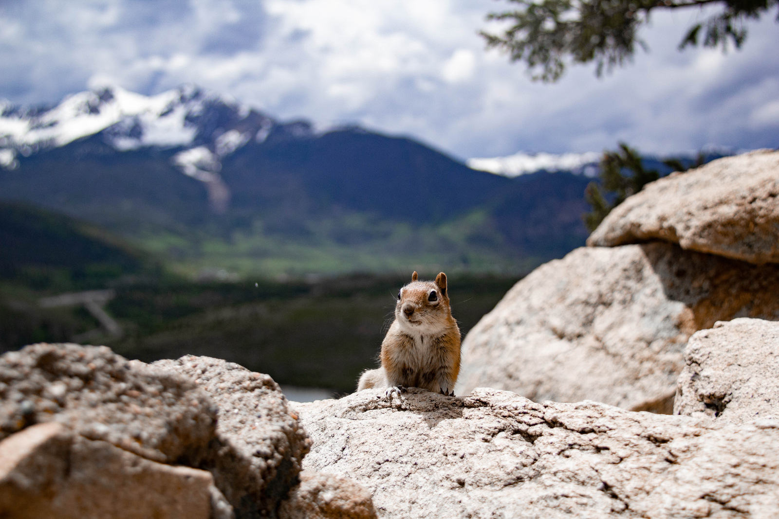 Chipmunk —— 2020