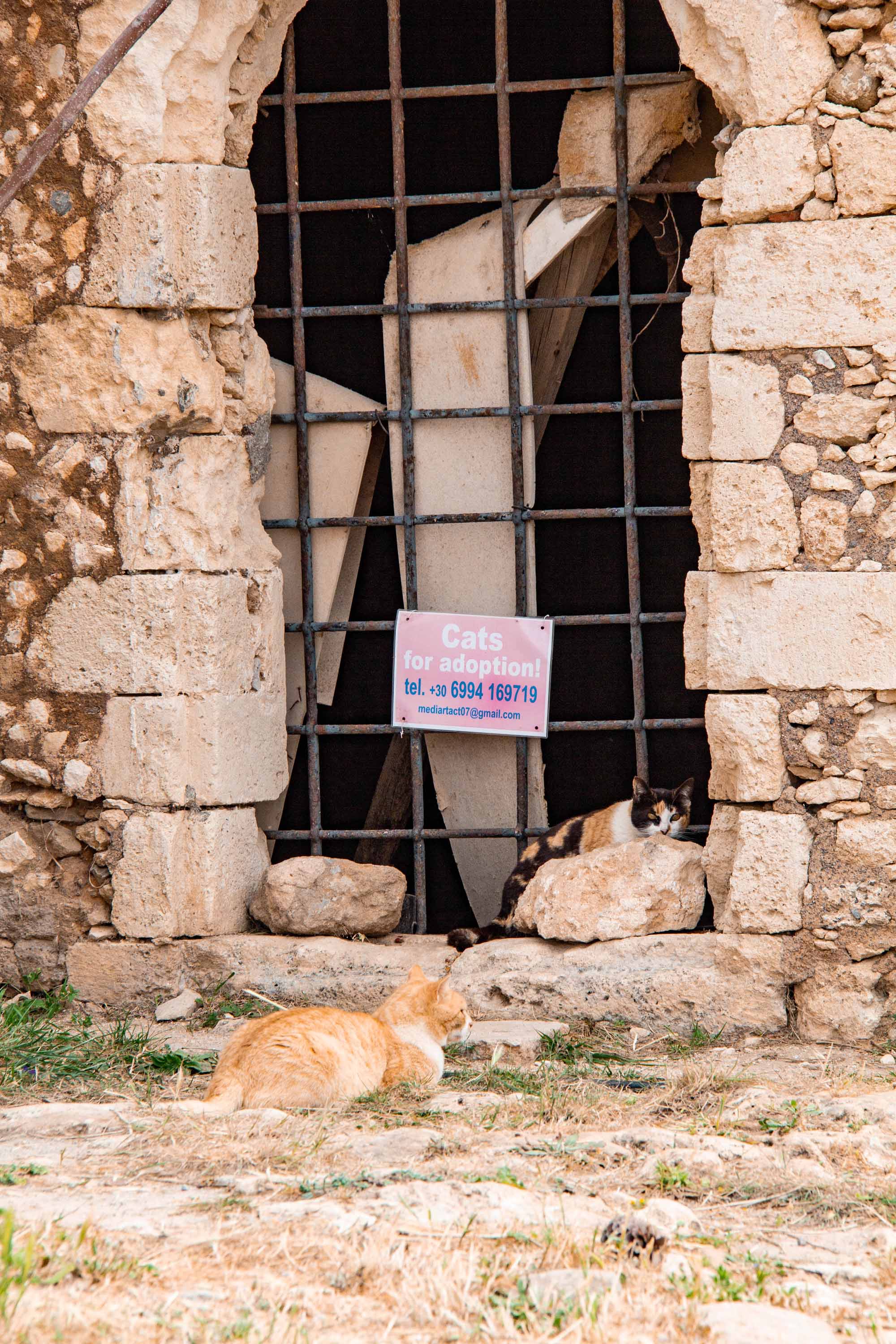 Adoptable Cats —— 2024