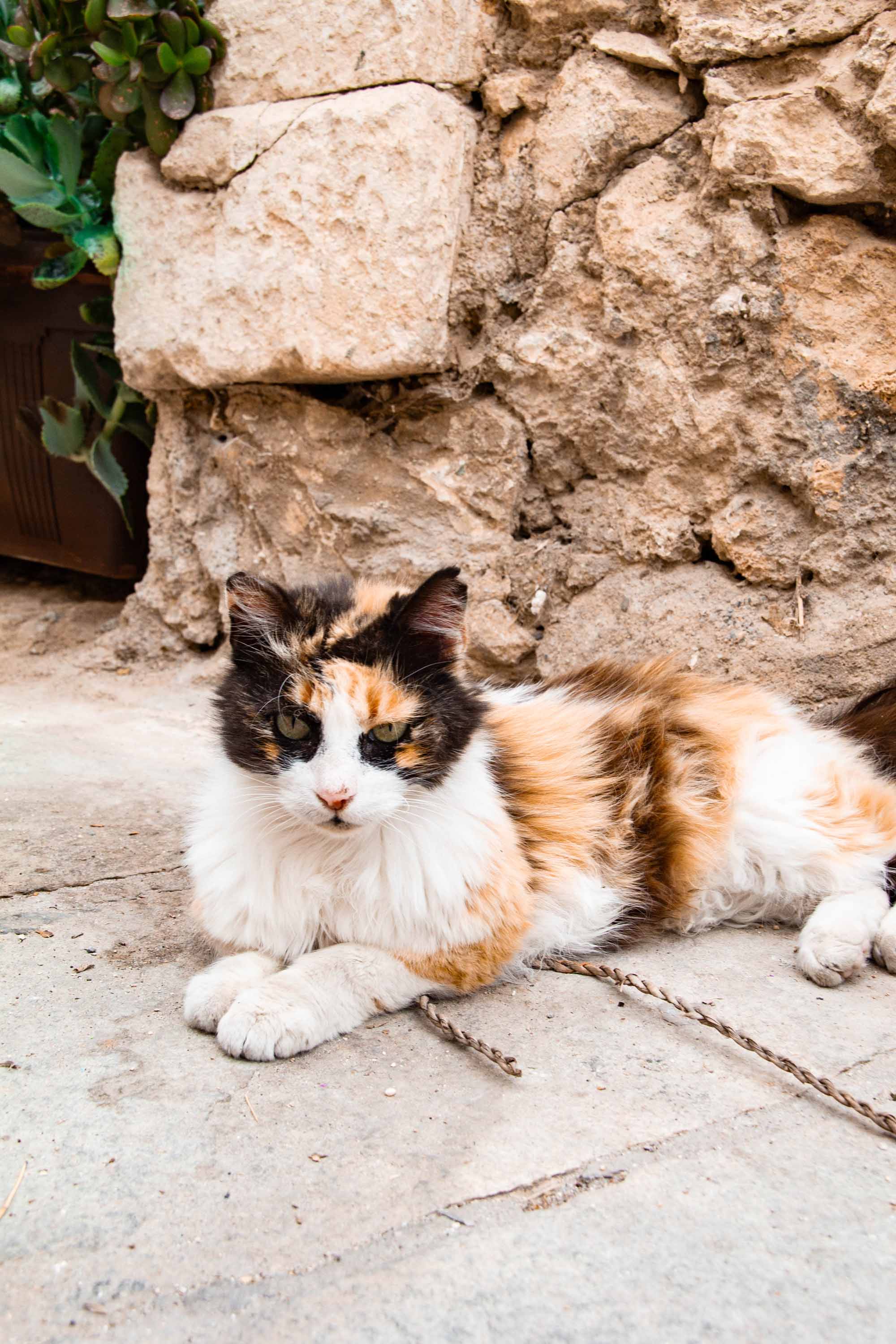 Ragged Kitty —— 2024