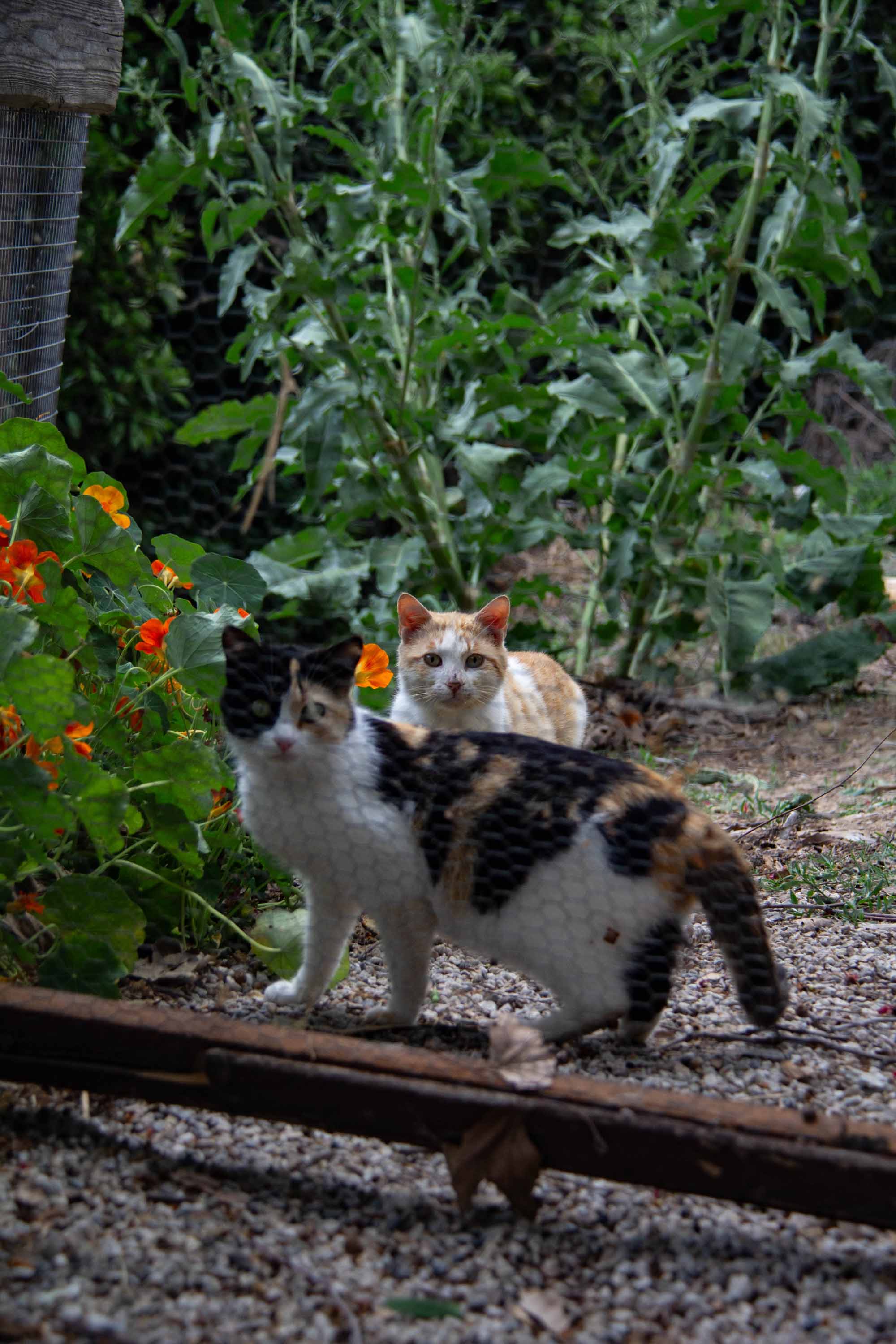Garden Kitties —— 2024