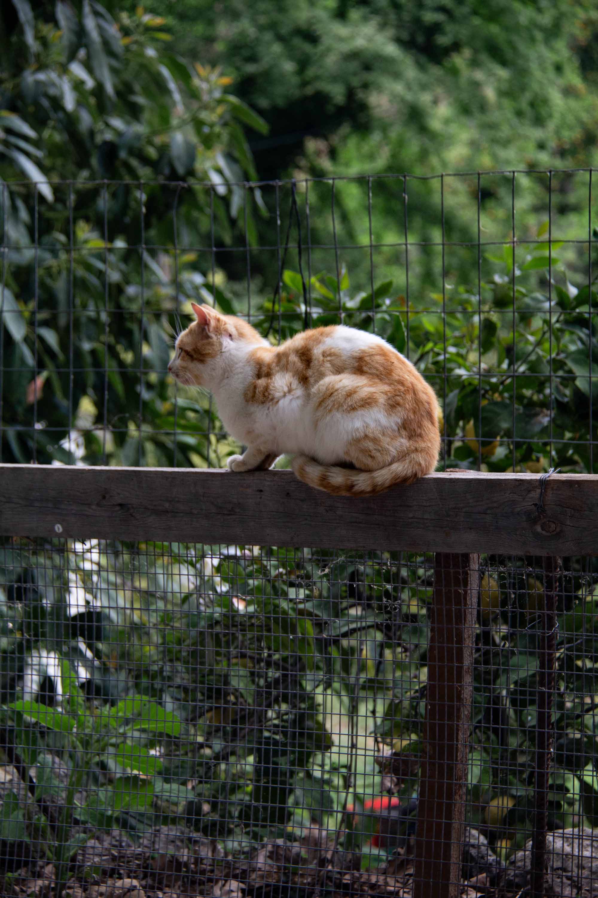 Fence Cat —— 2024
