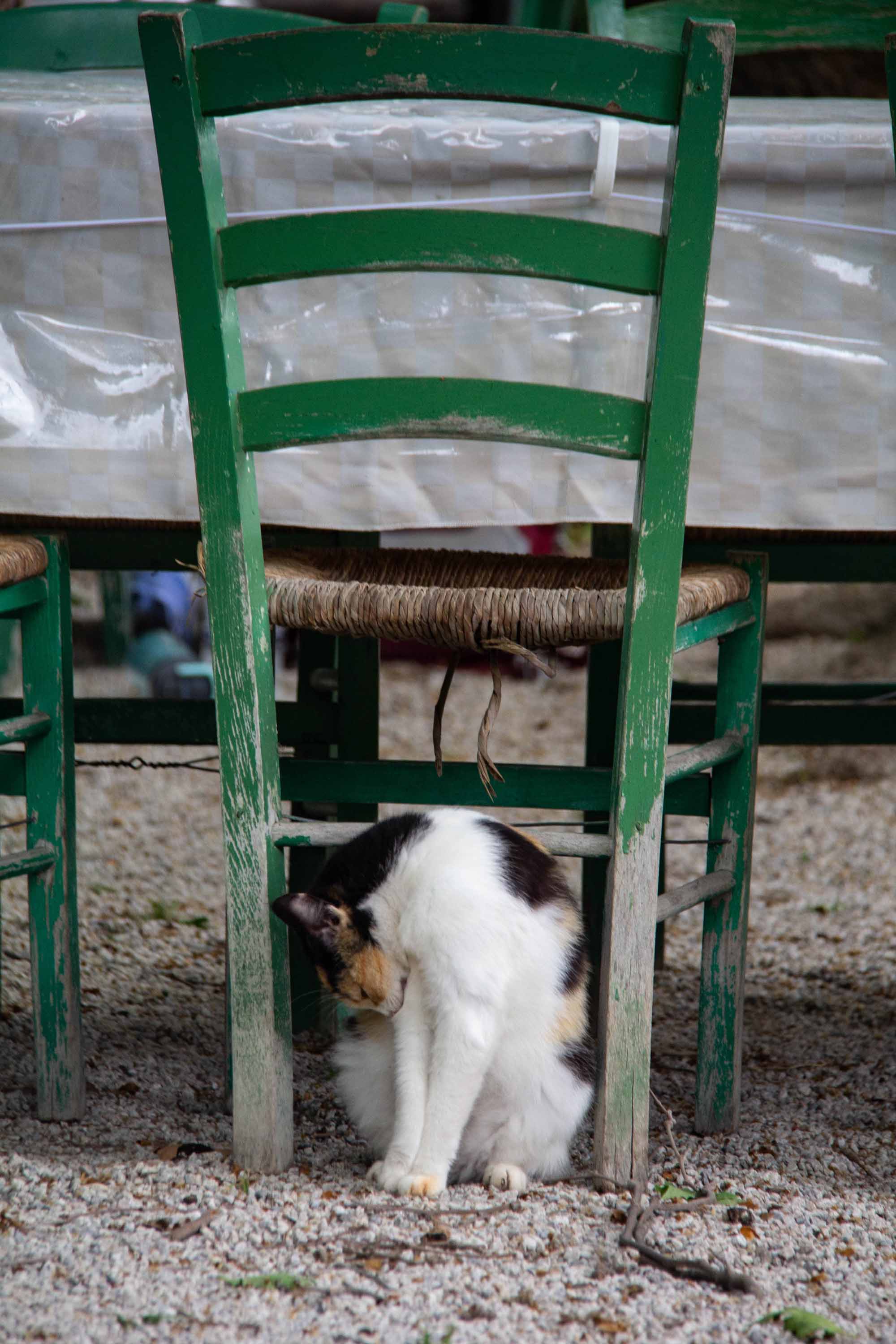 Dinner Scraps Kitty —— 2024