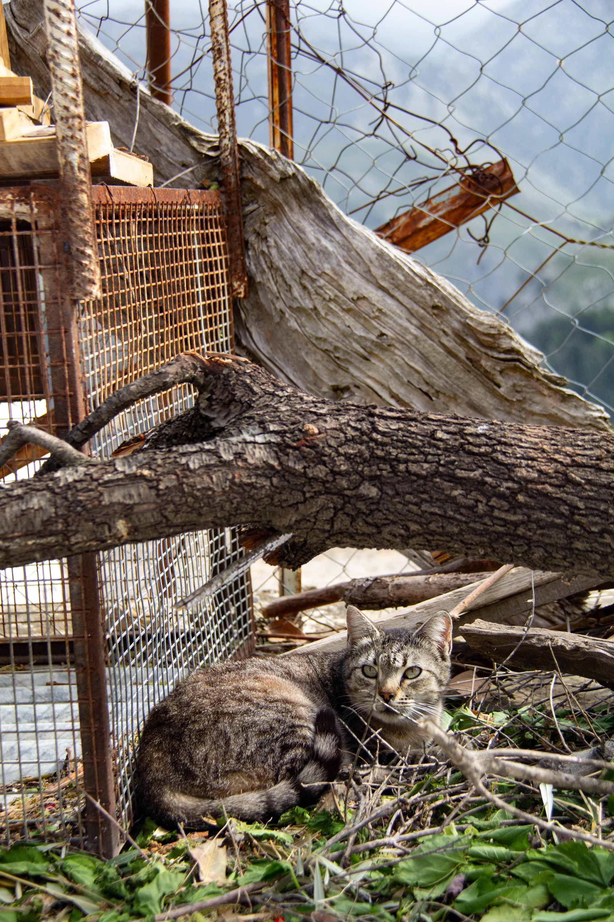 Roadside Kitty —— 2024