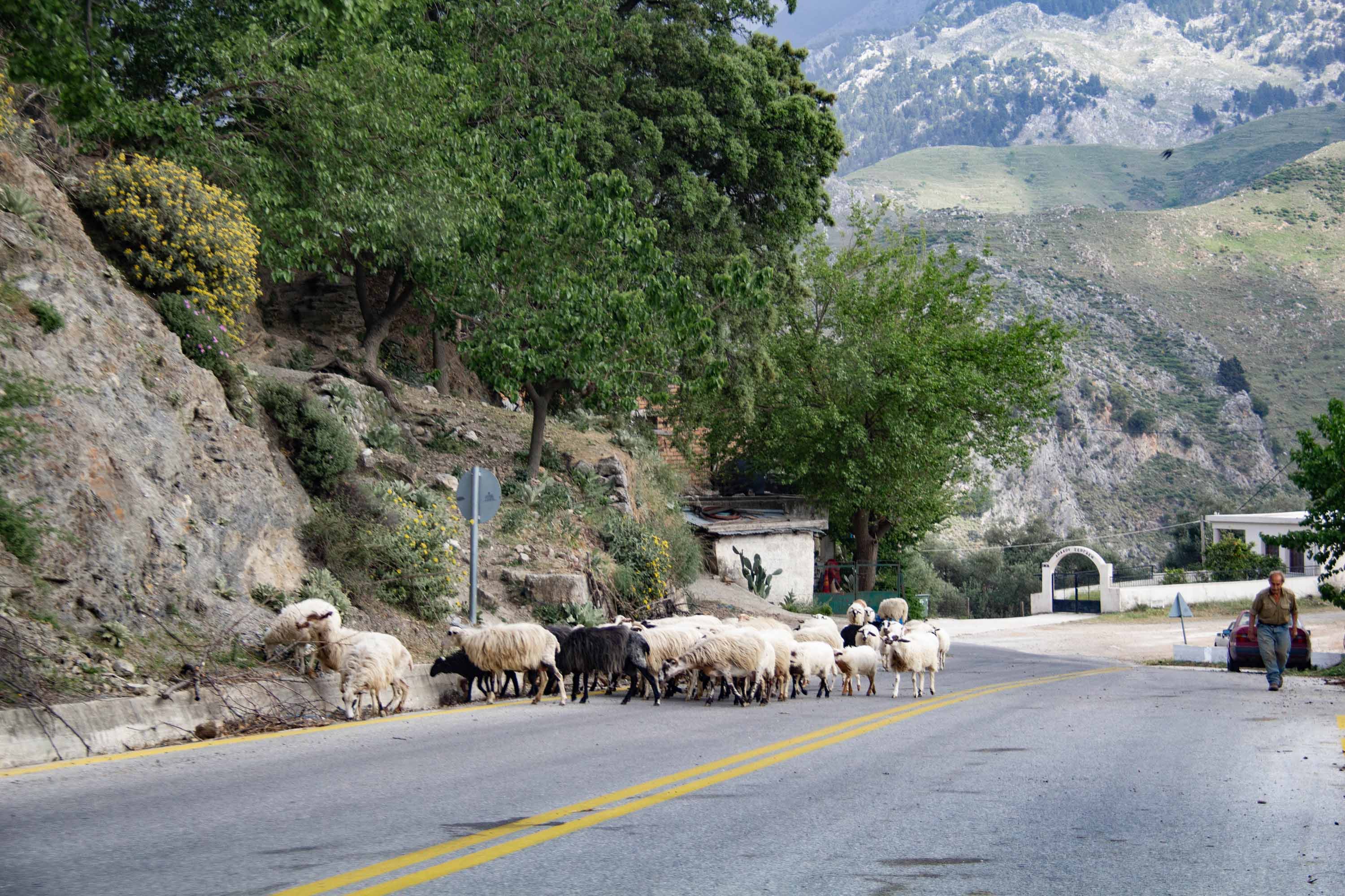 Roadside sheep —— 2024