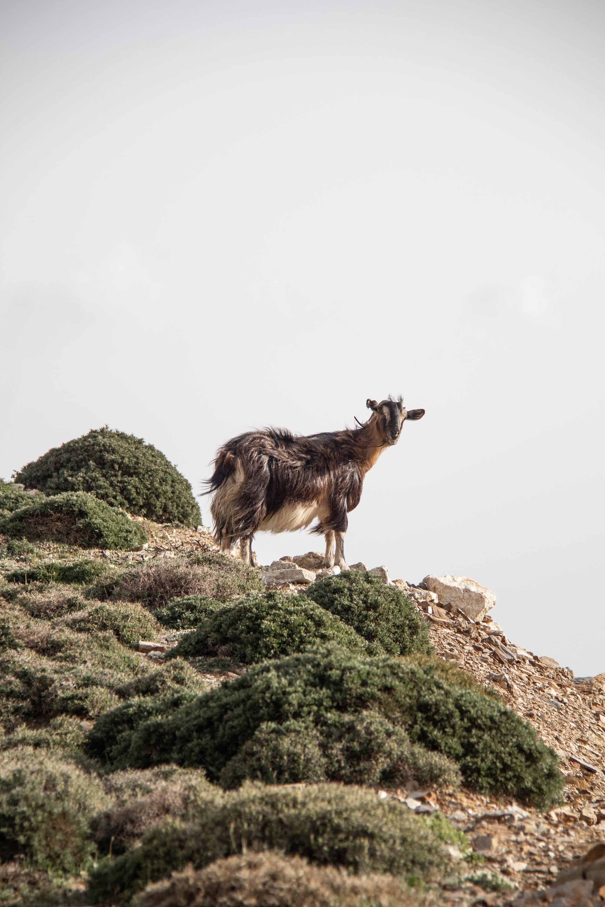 Happy Goat —— 2024