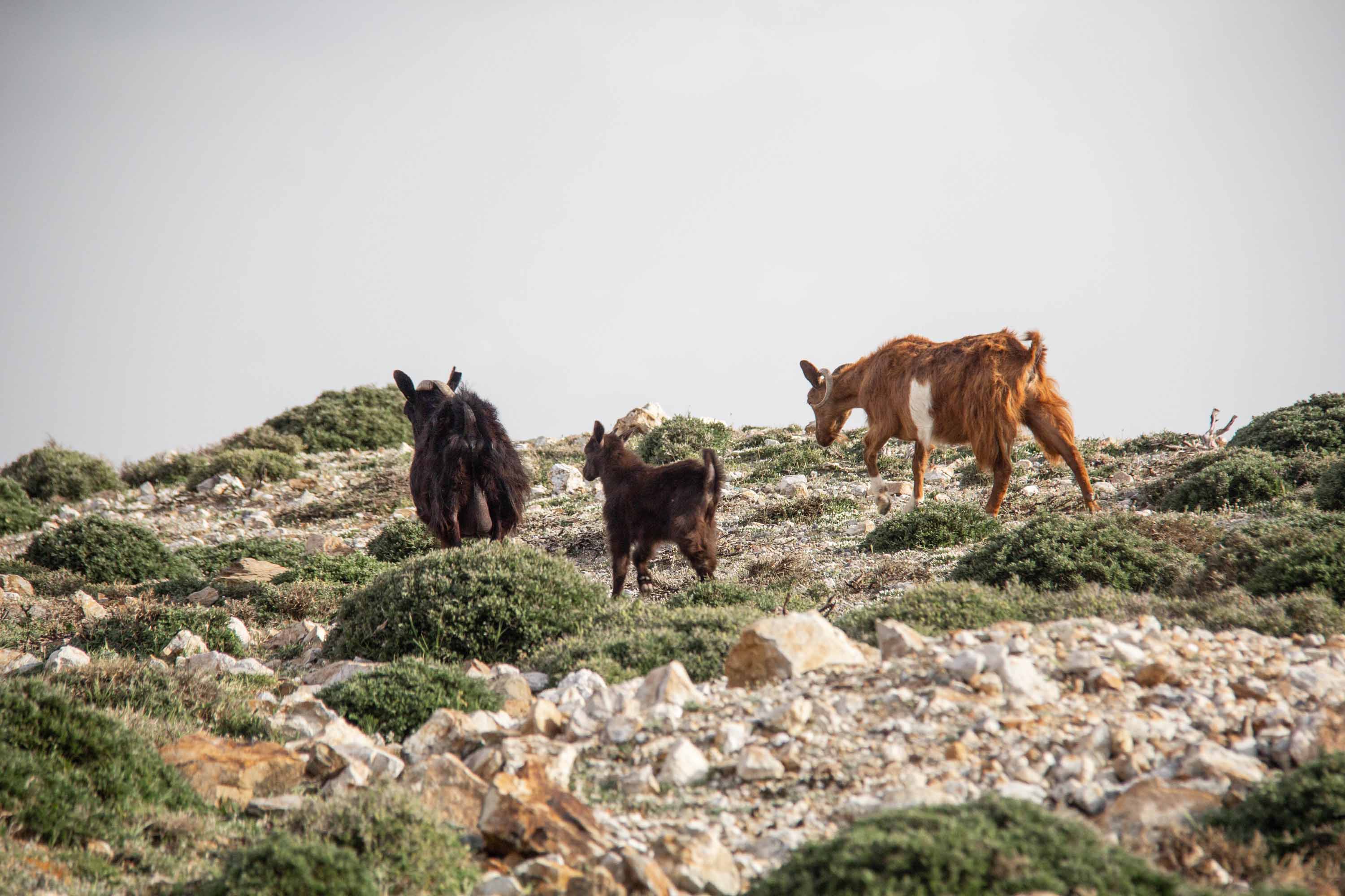 Goat and Kids —— 2024