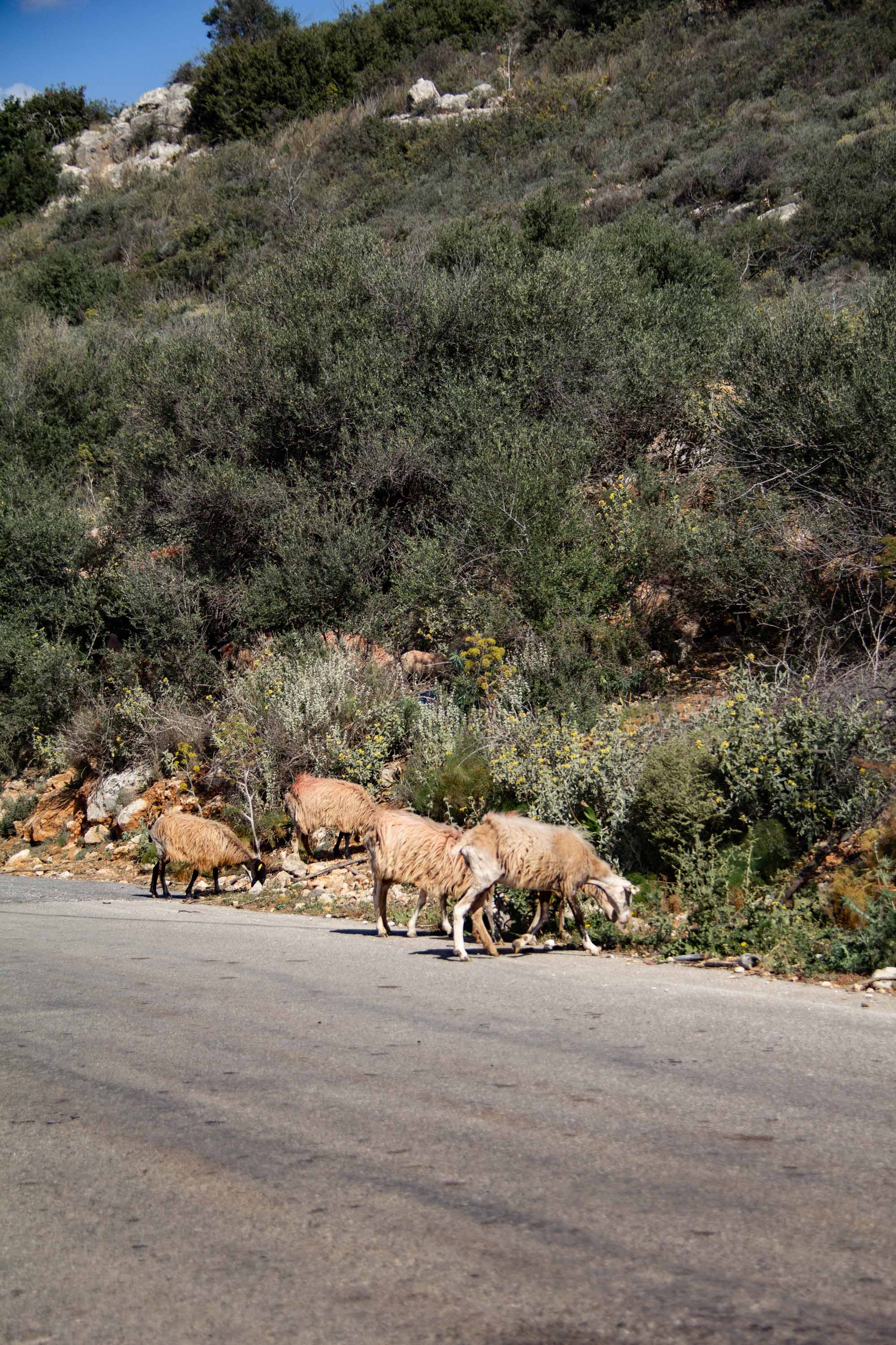 More Goats —— 2024