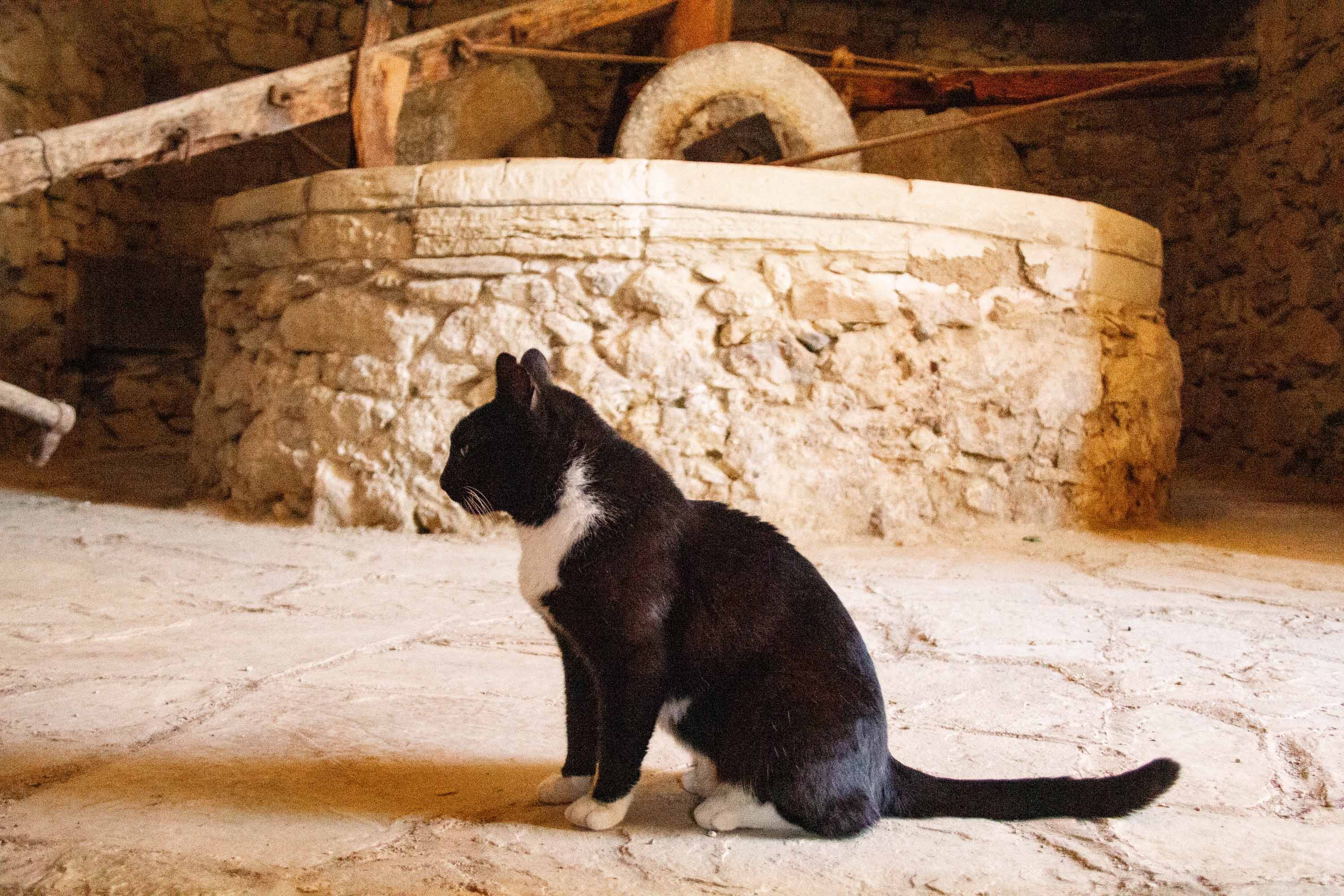 Ancient Olive Factory Kitty —— 2024