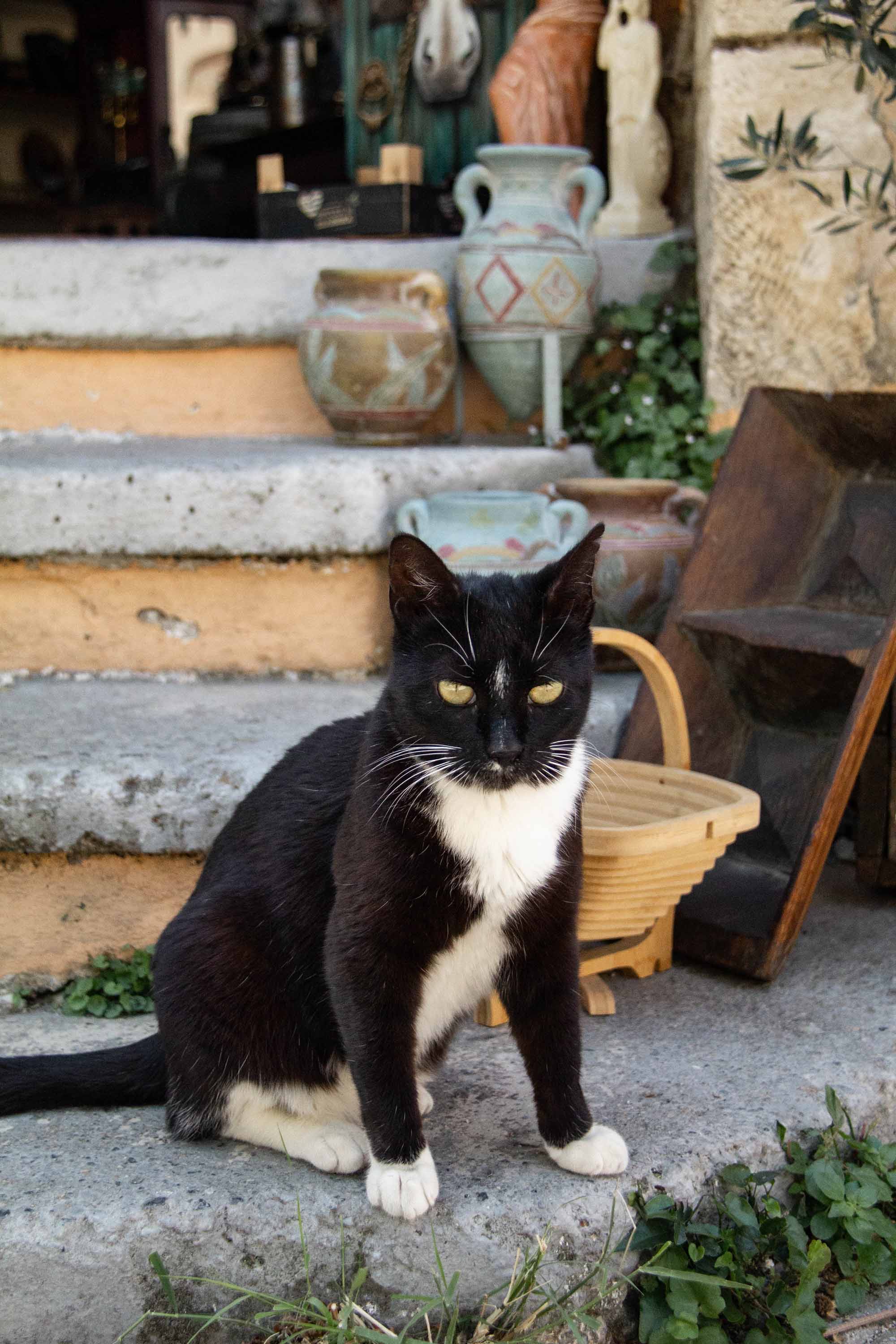 Shop Kitty —— 2024