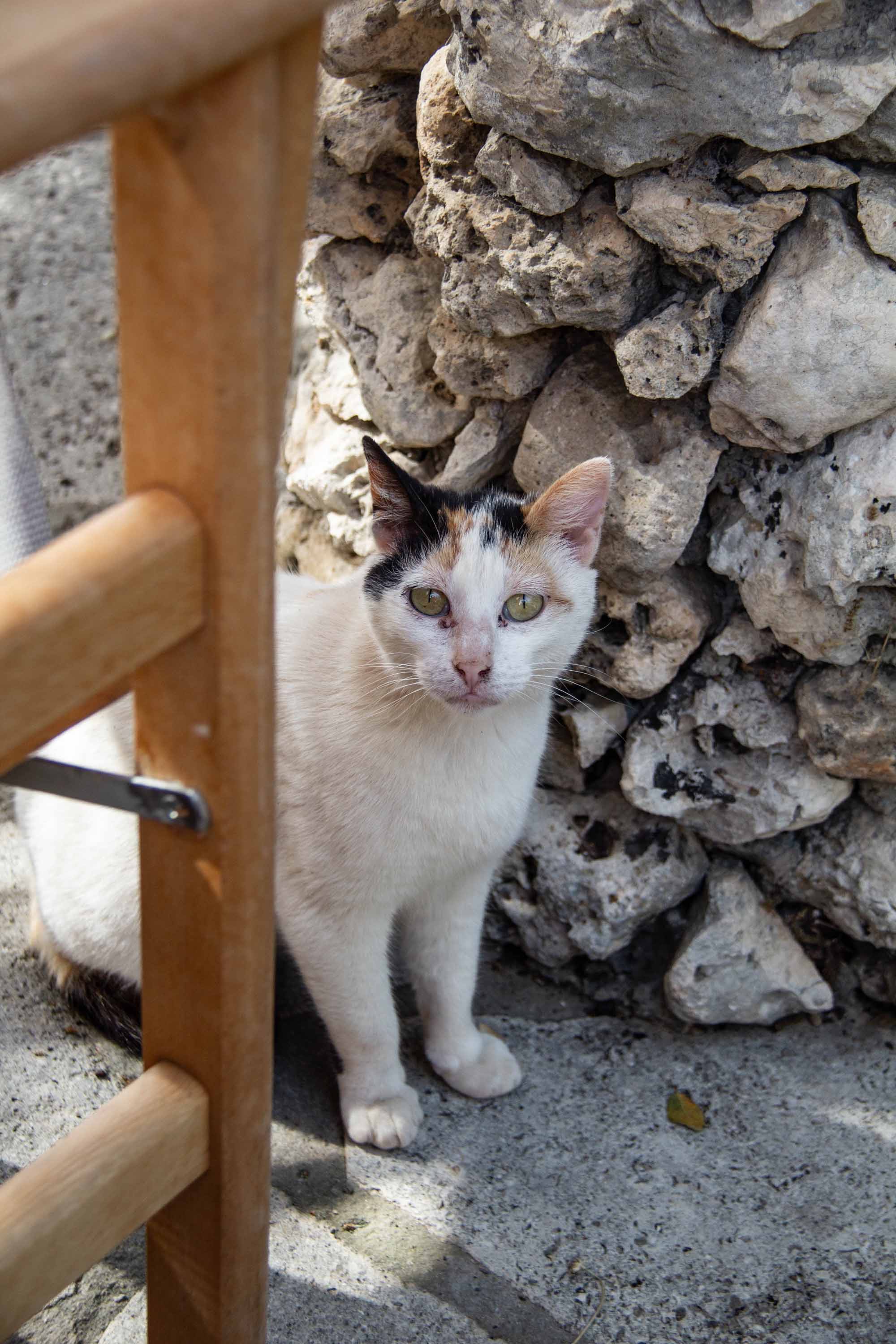 Winery Kitty —— 2024