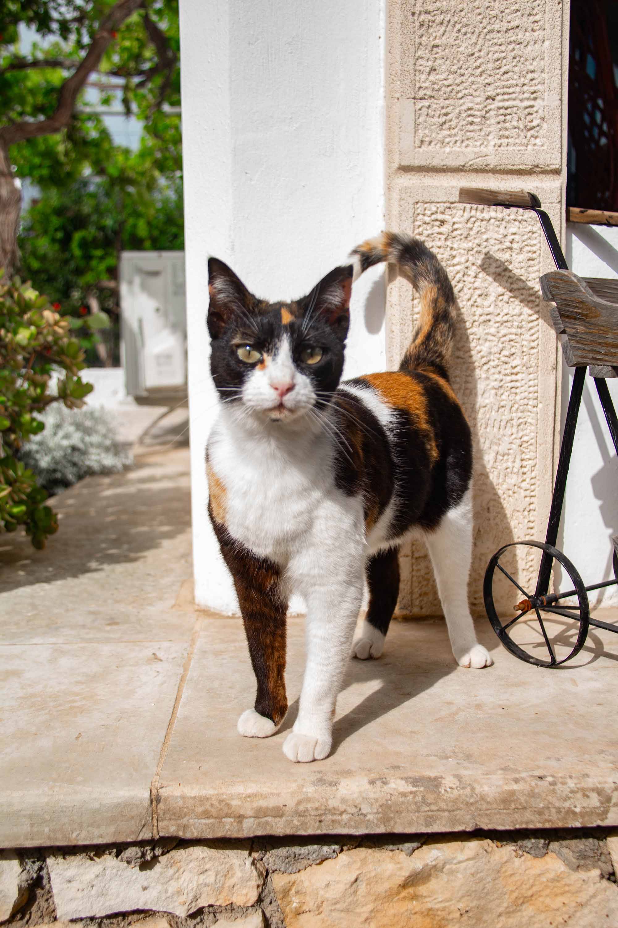 My Angel Bella —— 2024