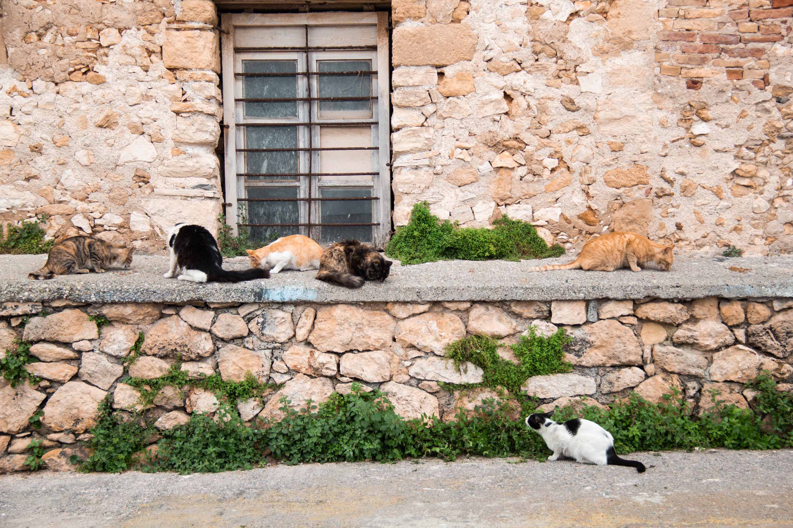 Chania Party  —— 2024