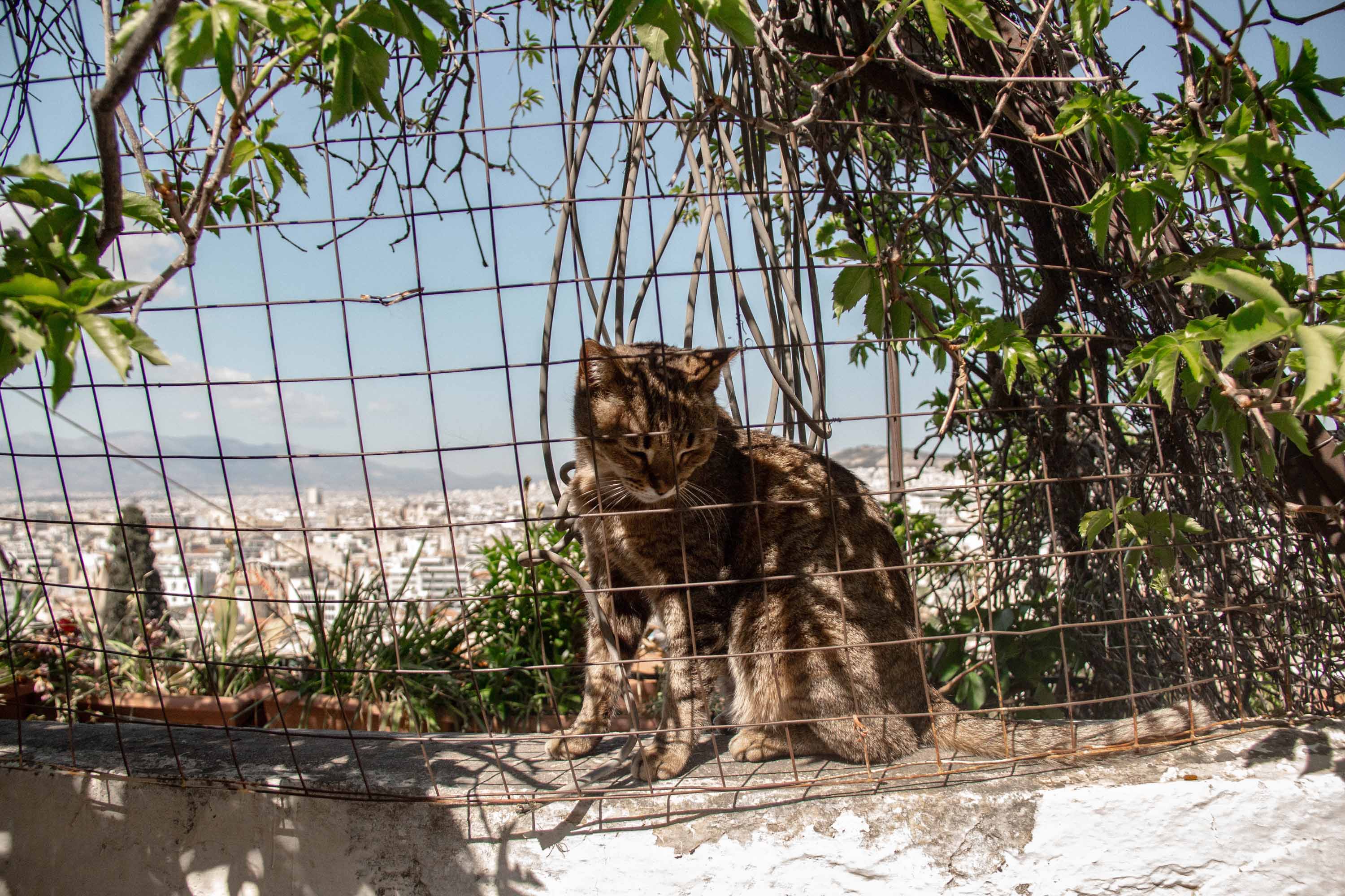 Gata in Anafiotika —— 2024