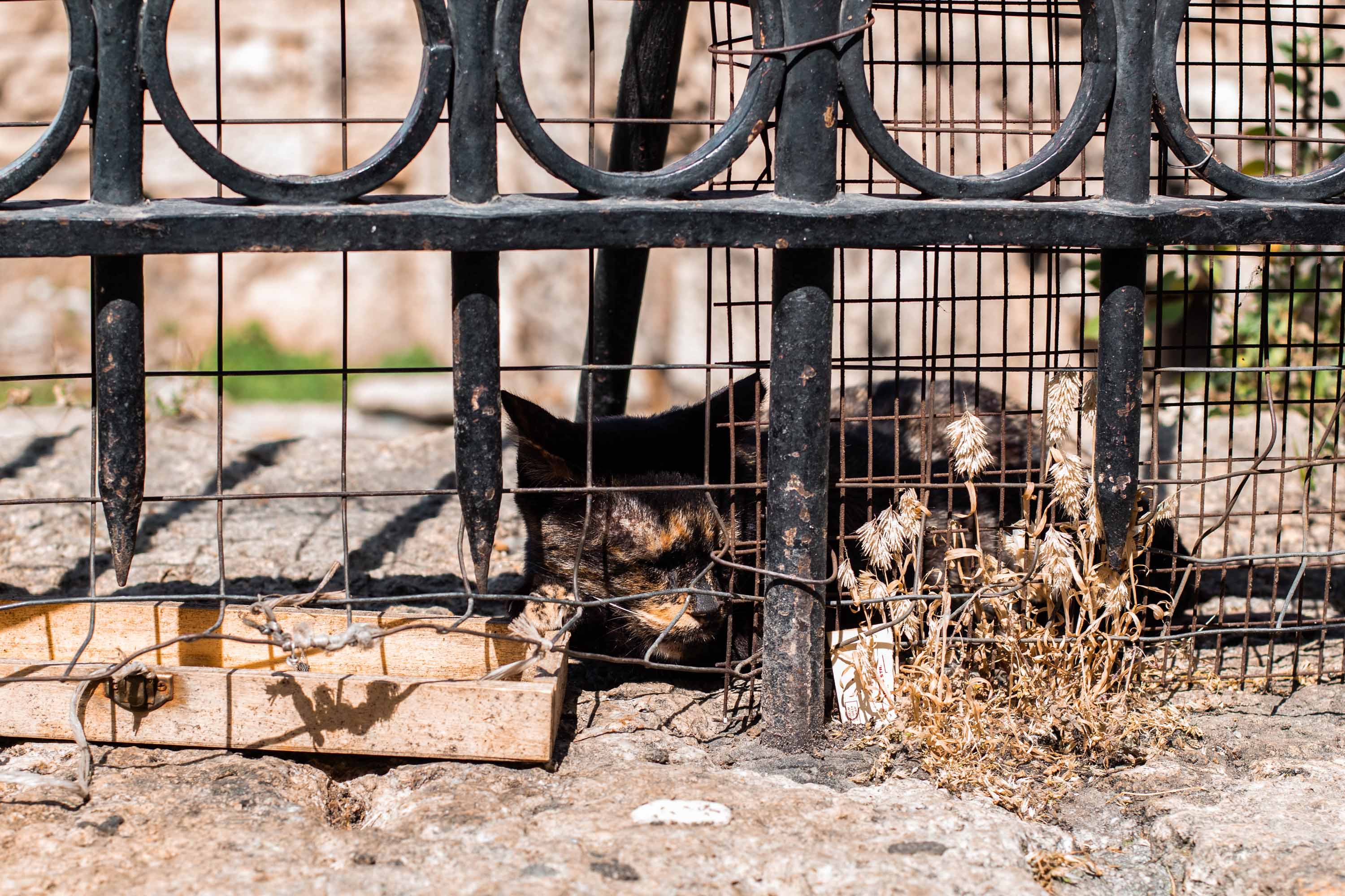 Gatoula in Anafiotika —— 2024