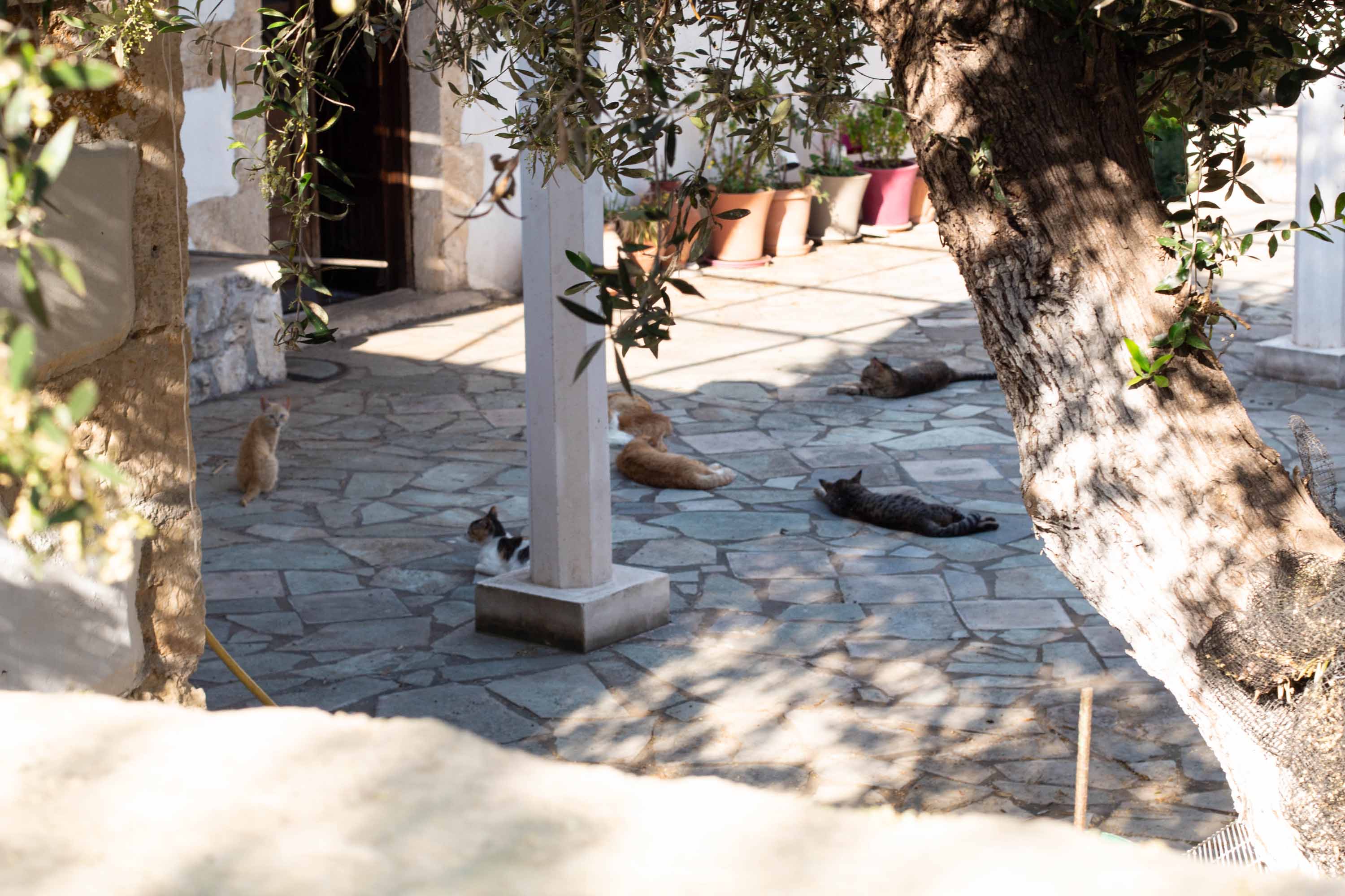 Cat Club —— 2024