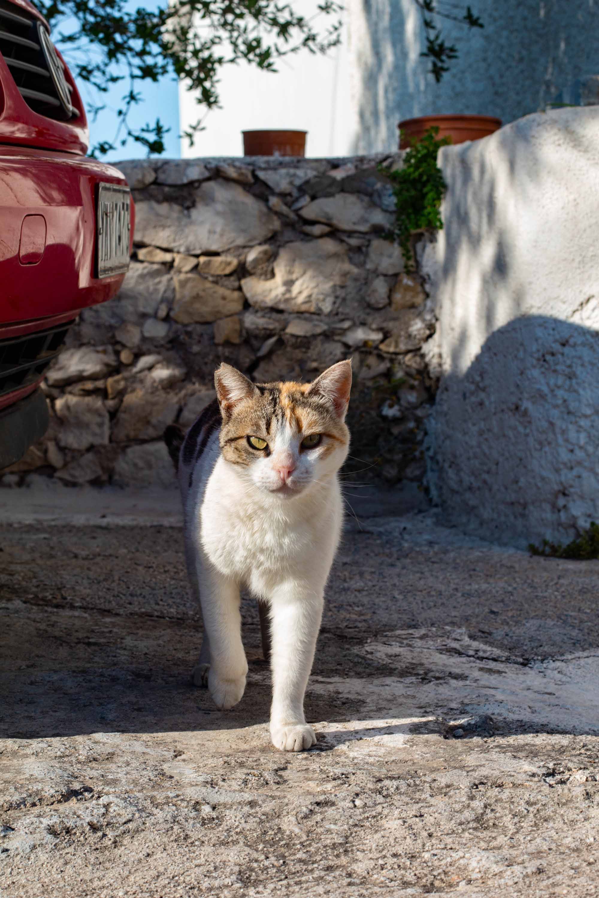 Sultry Gata —— 2024