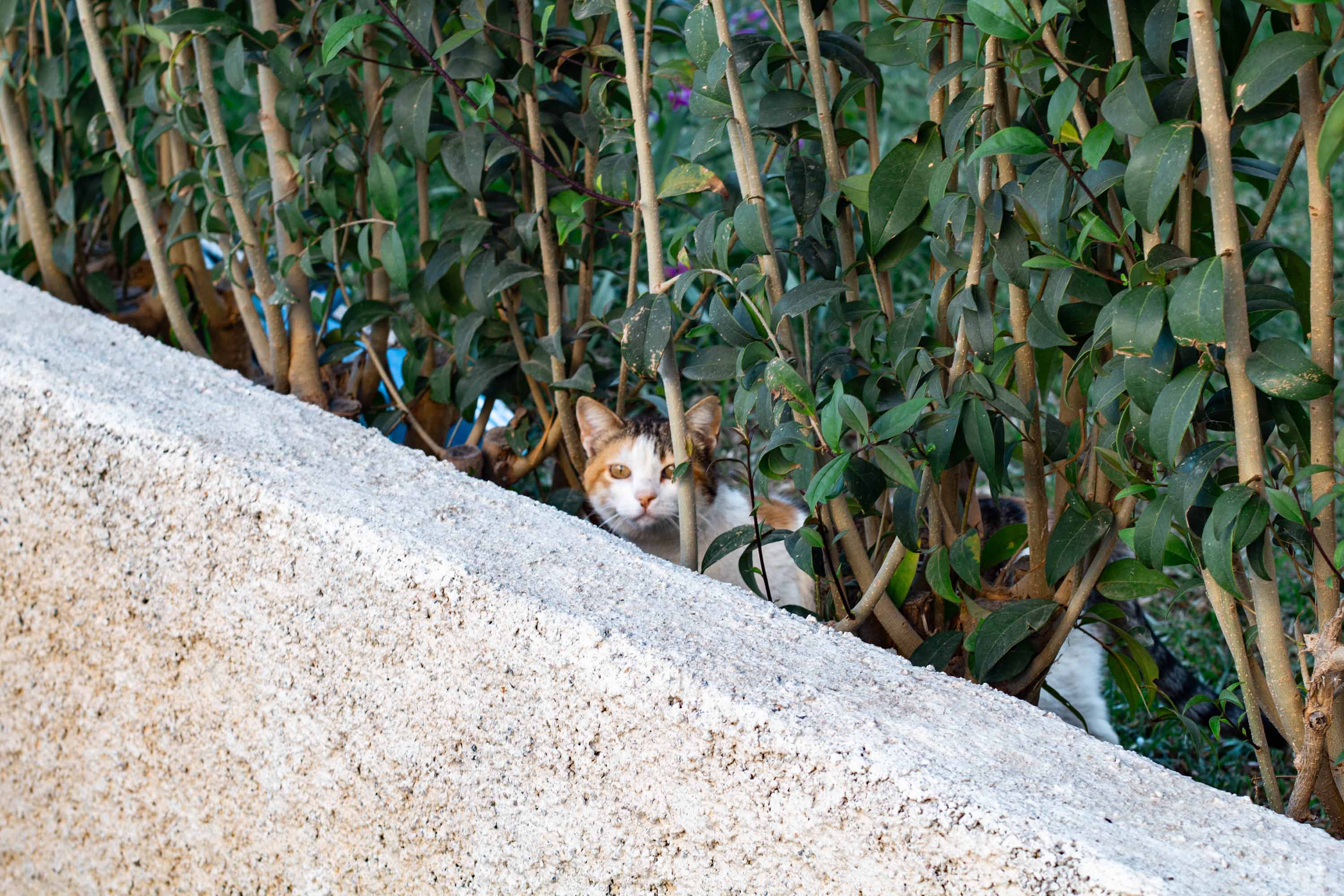 Sneaky Gata —— 2024