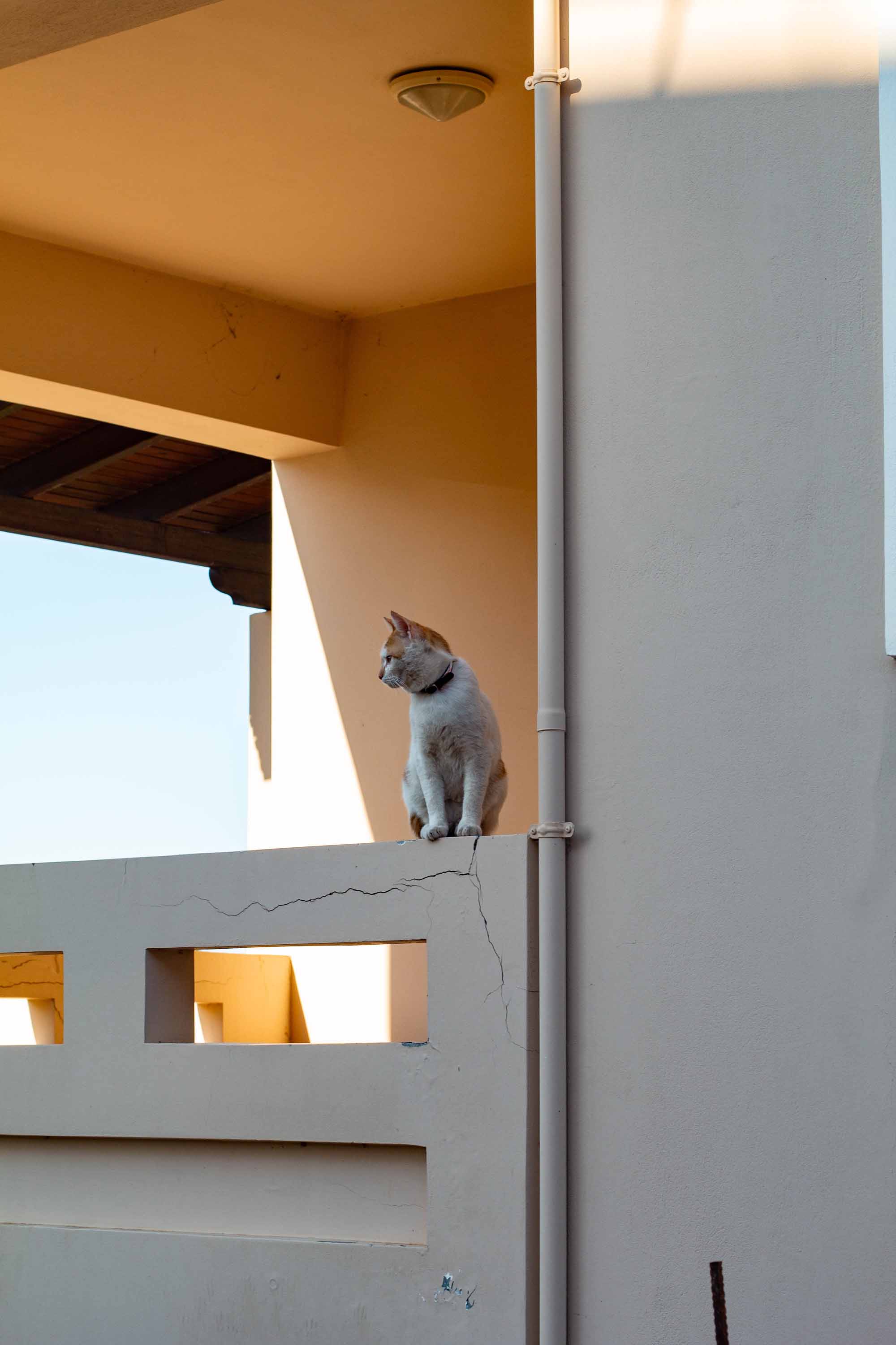 Artsy Gata —— 2024