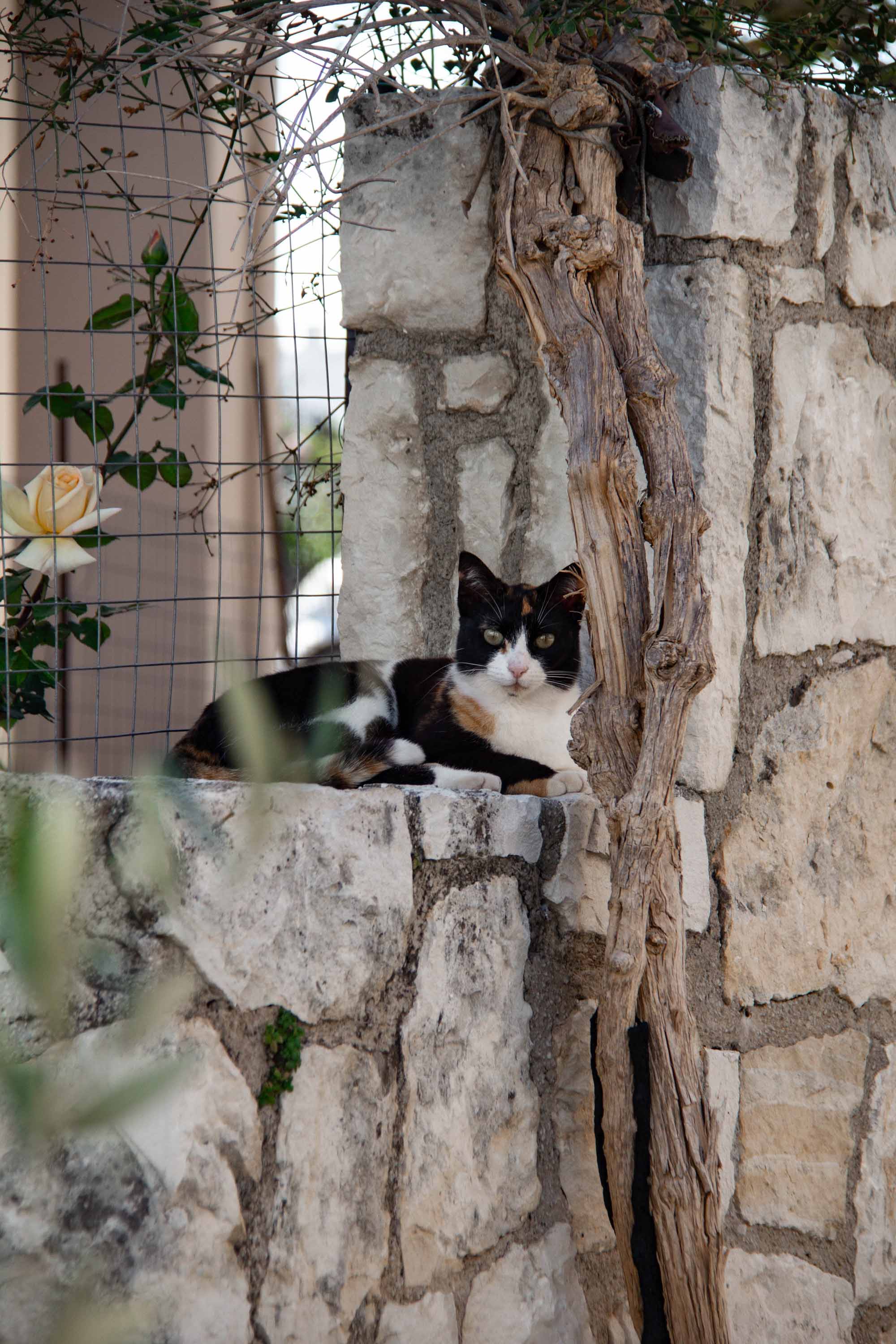 My Precious Bella —— 2024