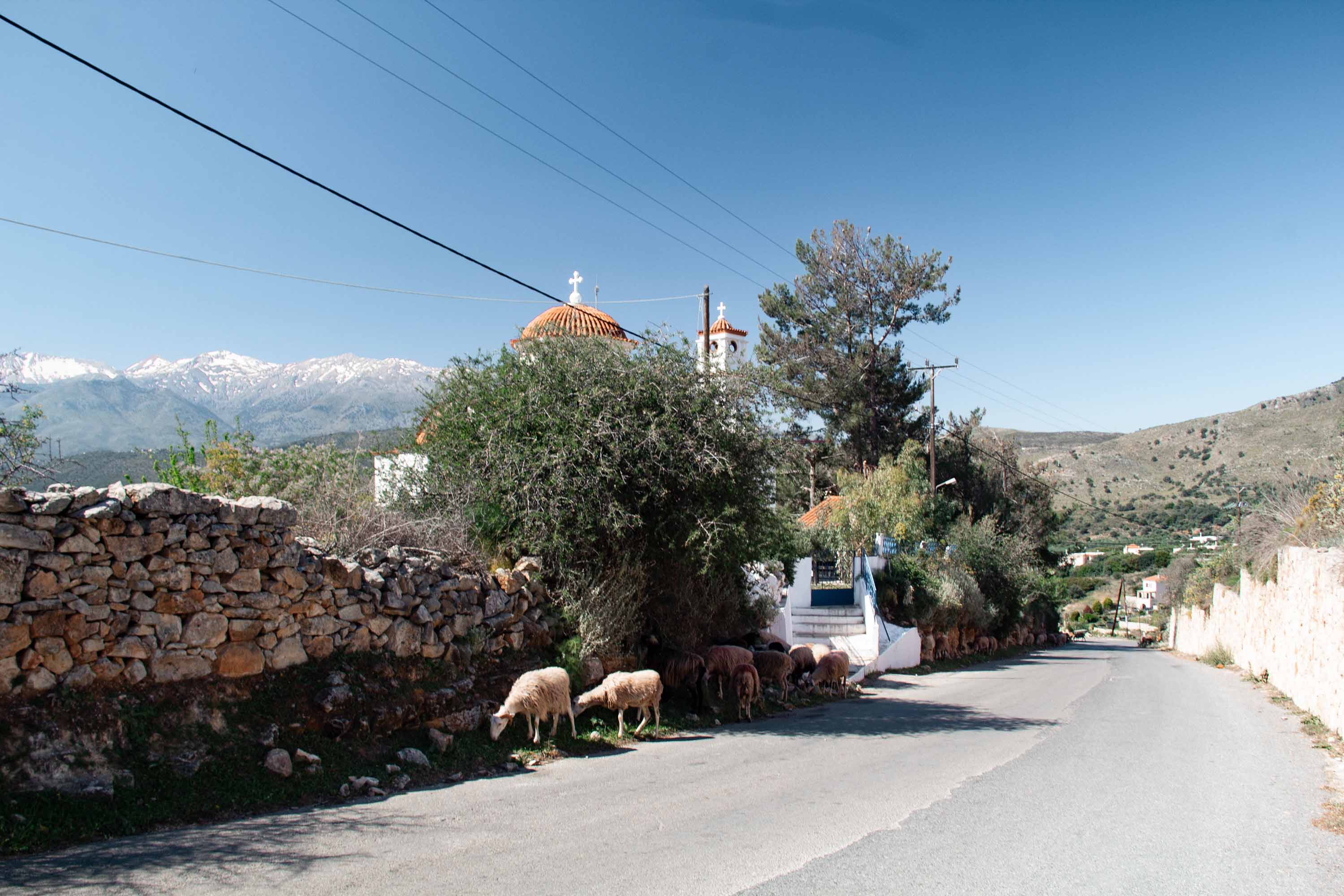 Sheep in Crete —— 2024