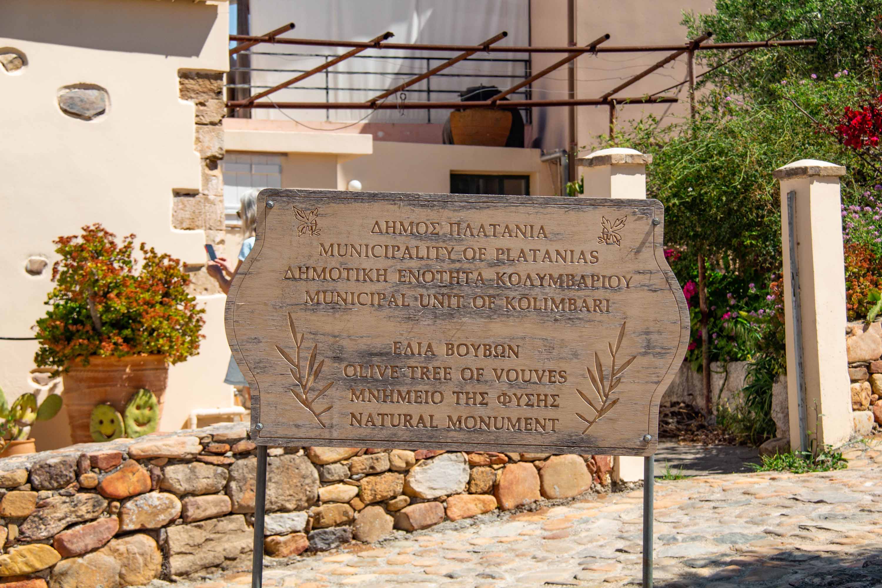 Olive Tree of Vouves —— 2024