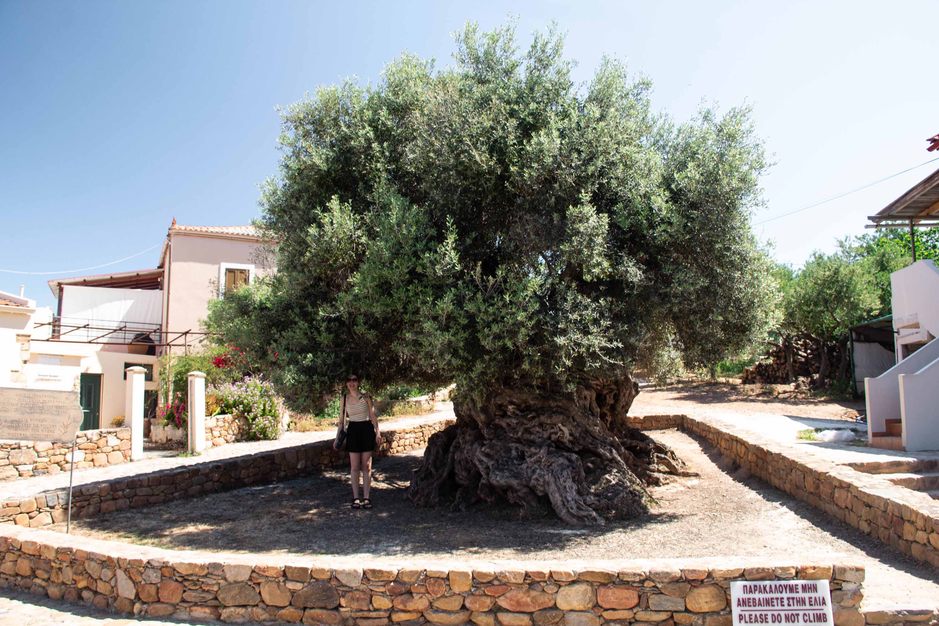 Olive Tree of Vouves —— 2024