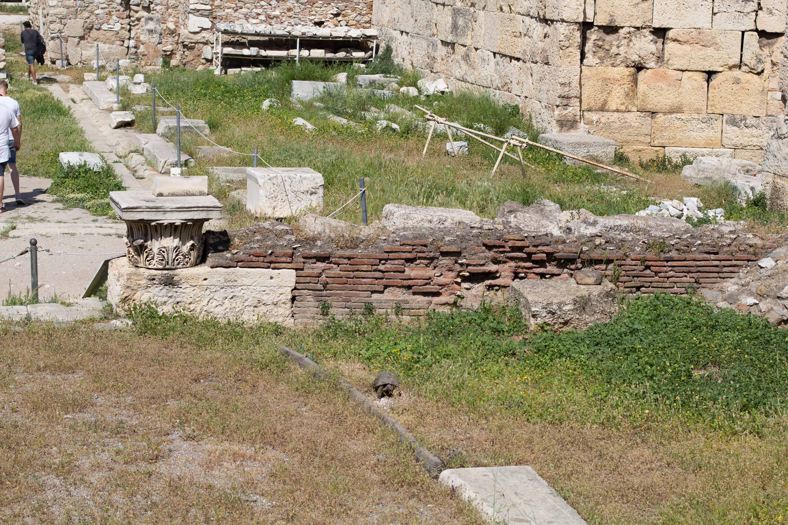 Tortoise —— 2024