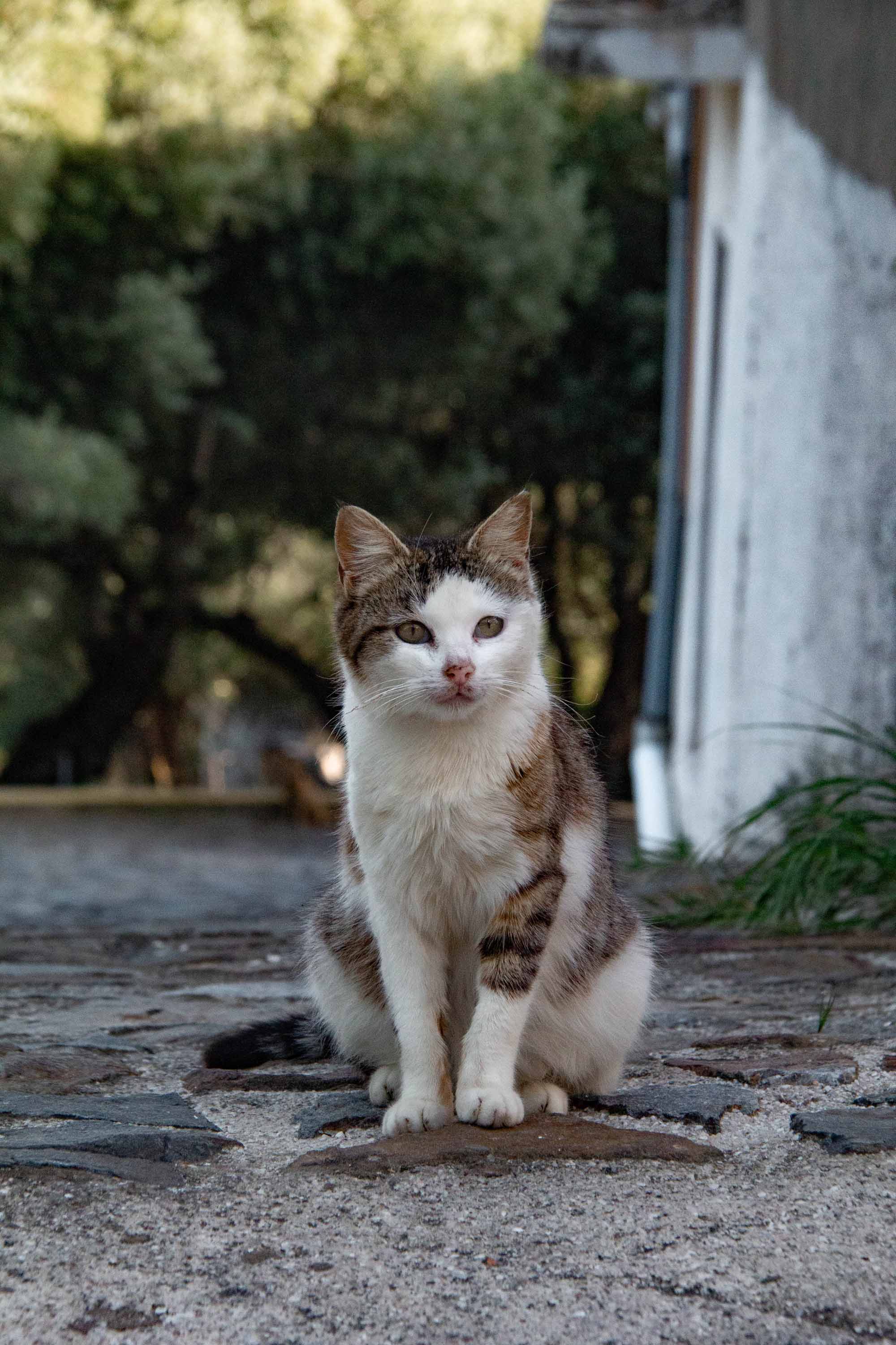 Hungry Cat —— 2024