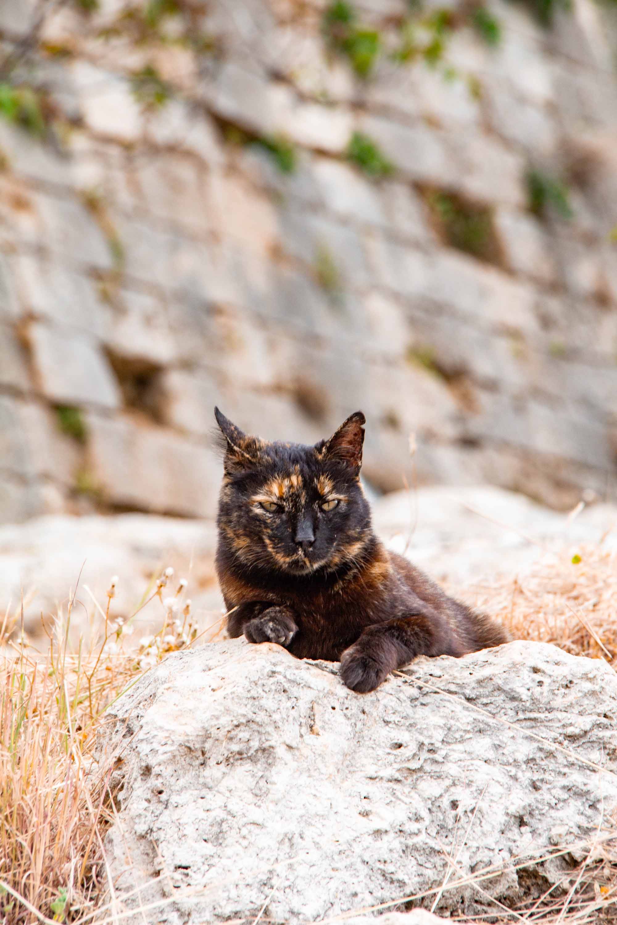 Regal Cat —— 2024