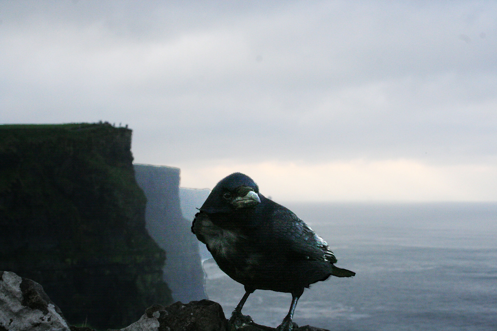 Edgar Allen Poe reincarnated —— 2018