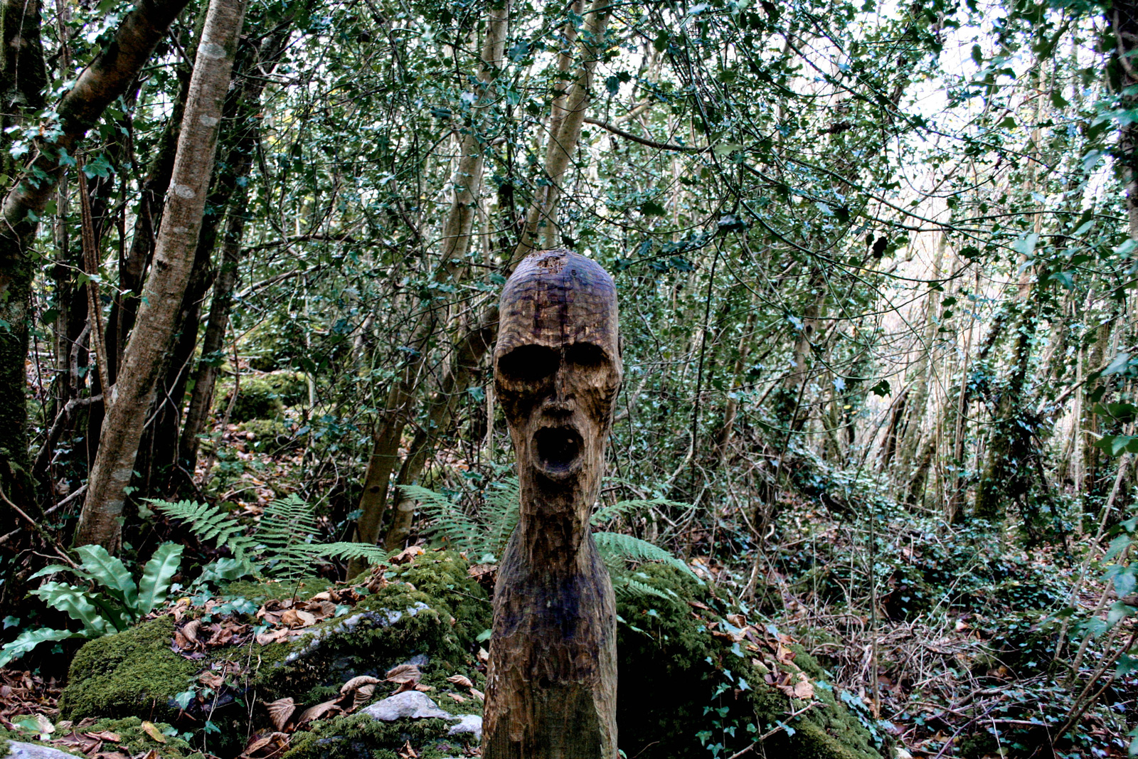 Spooky forest —— 2018