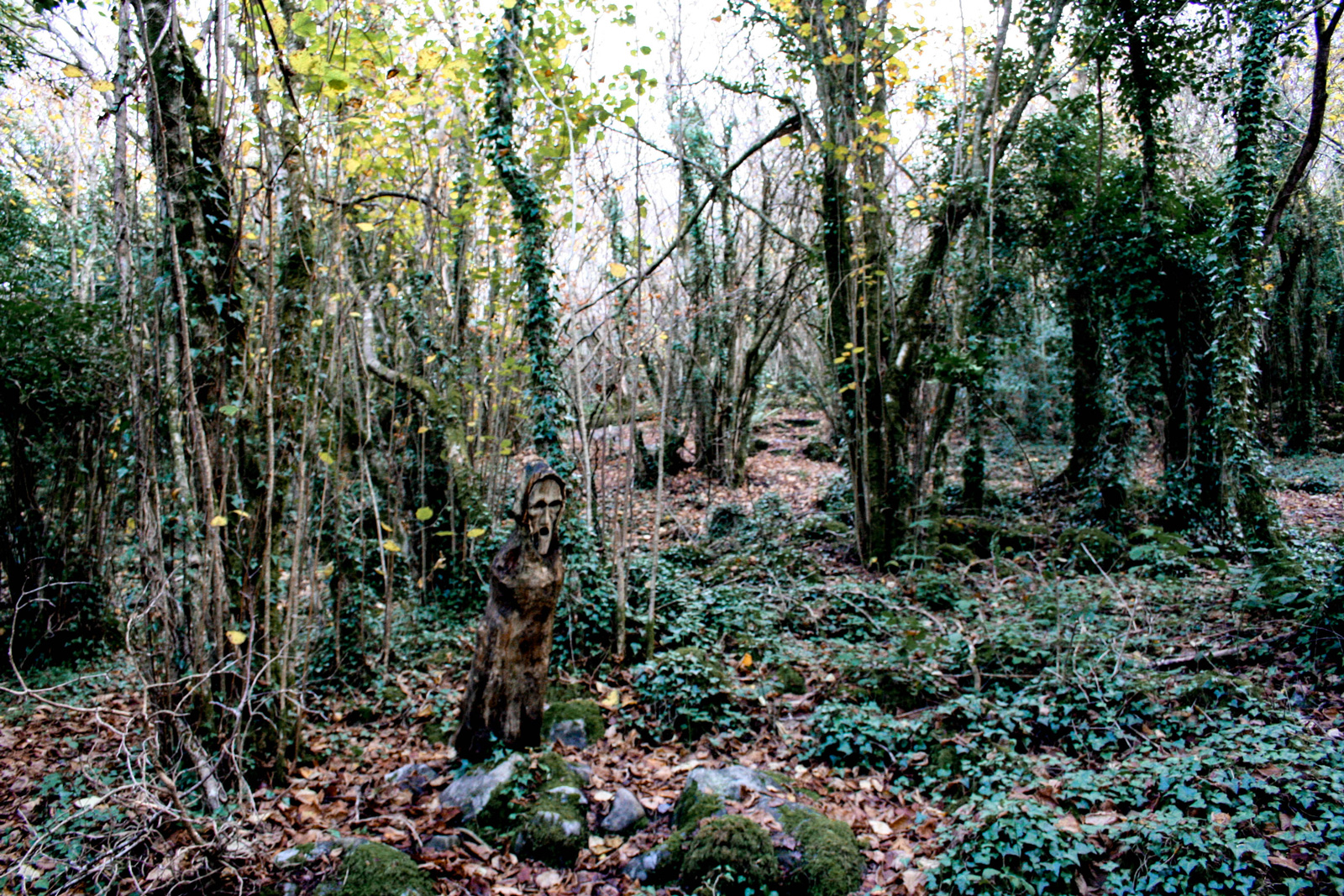 Spooky forest —— 2018