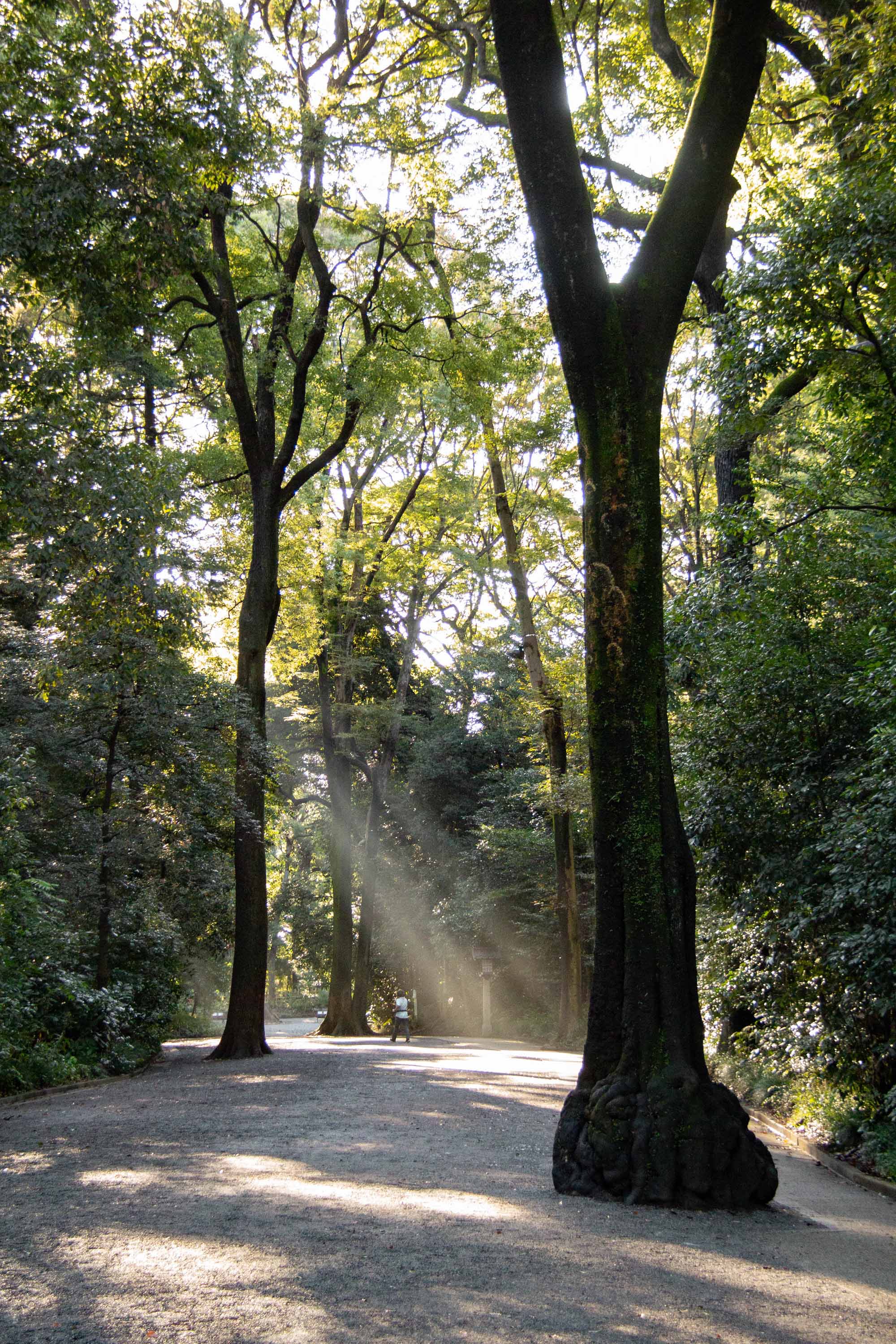 Meiji Jingu Shrine, Tokyo —— 2023