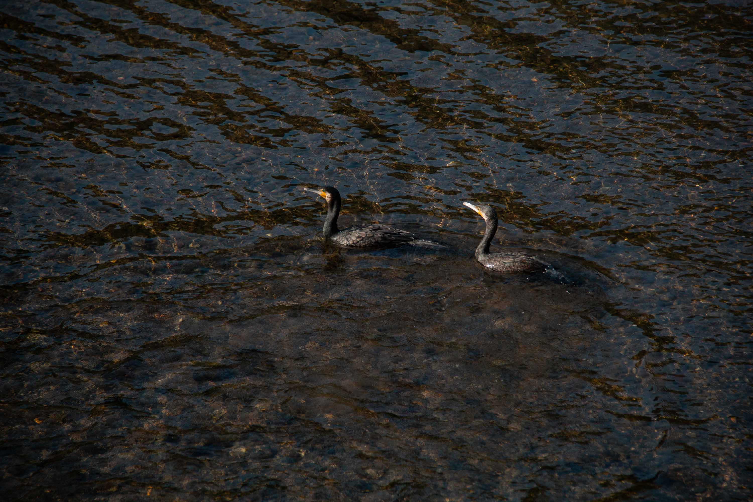 Description —— 2023