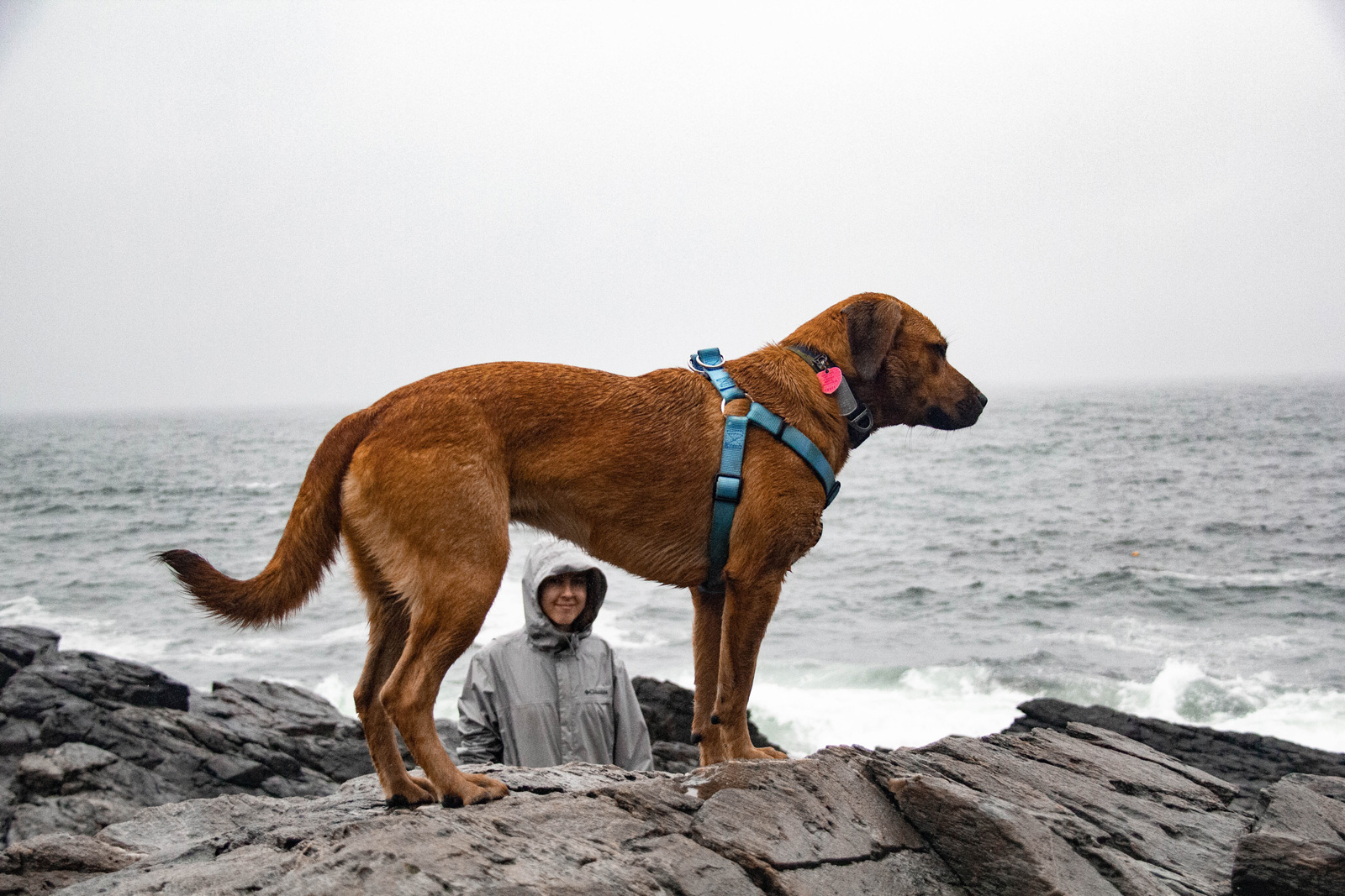 Big Juniper —— 2020