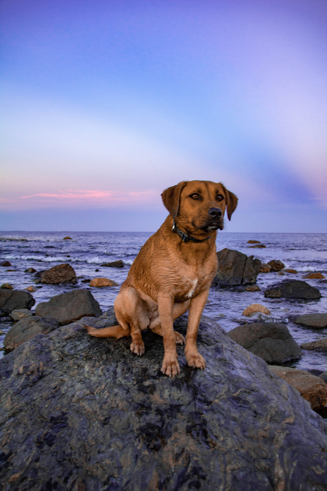 Juniper <3 —— 2020