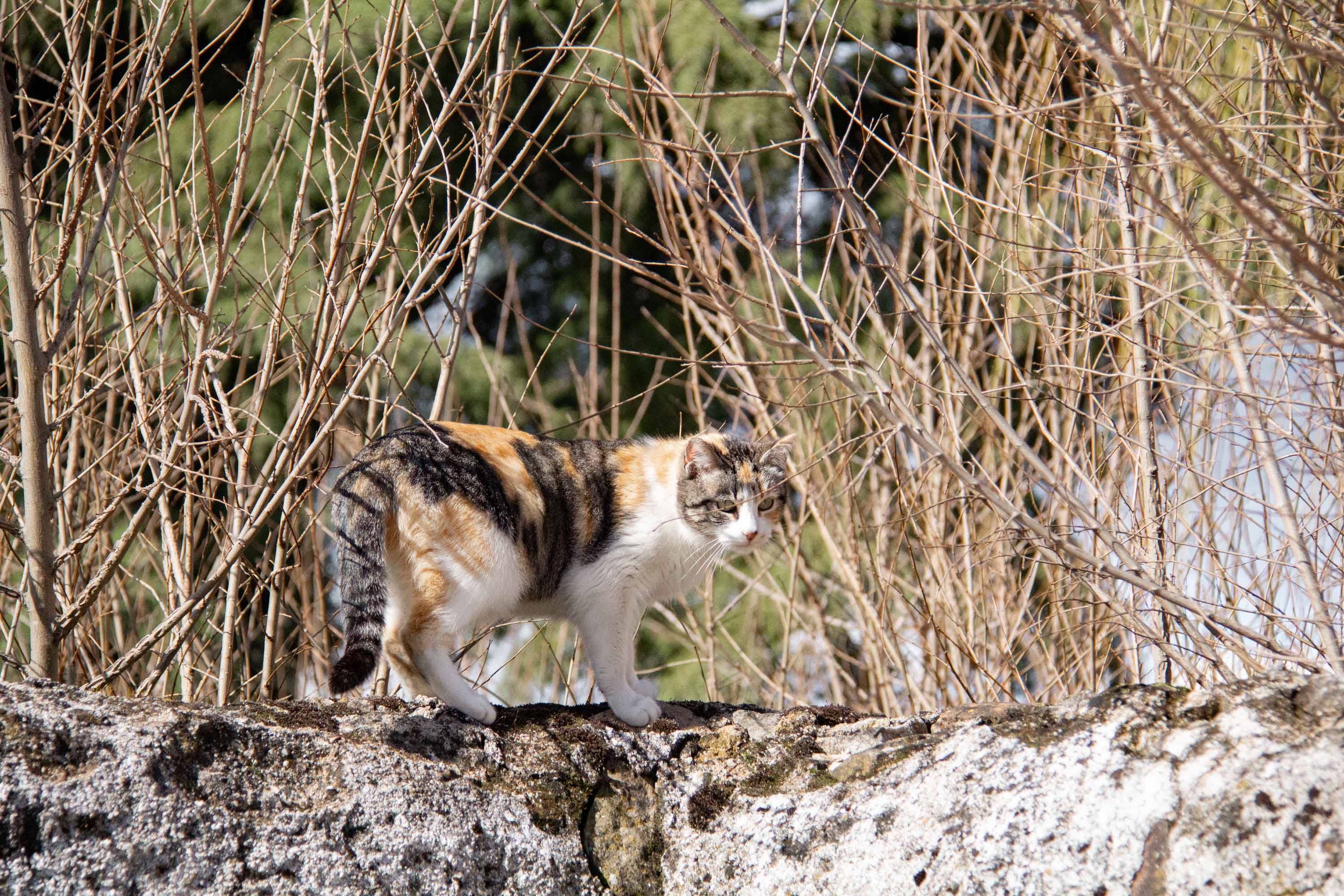 Grumpy Calico in Marvão —— 2025