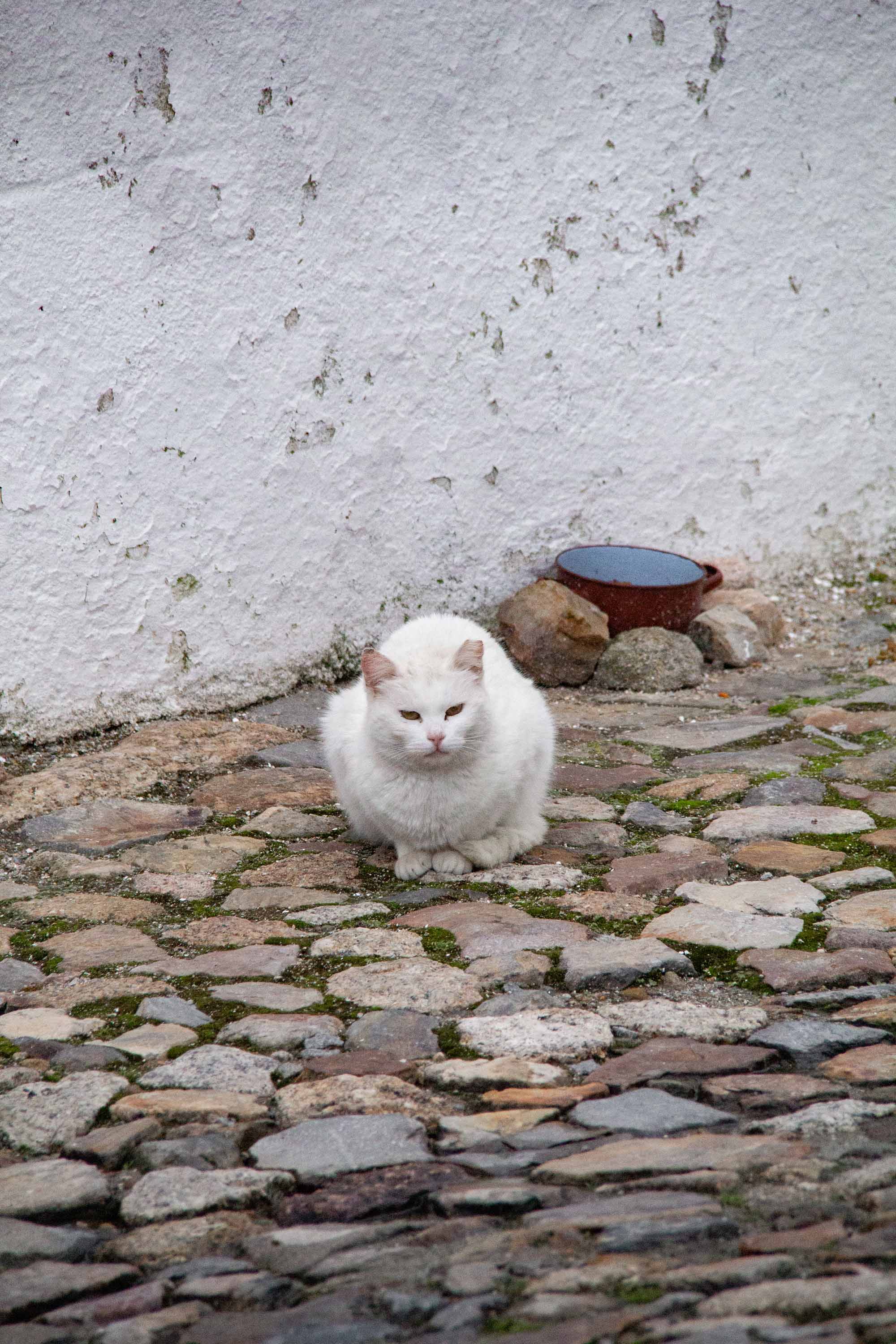 Ragged Cat in Marvão —— 2025