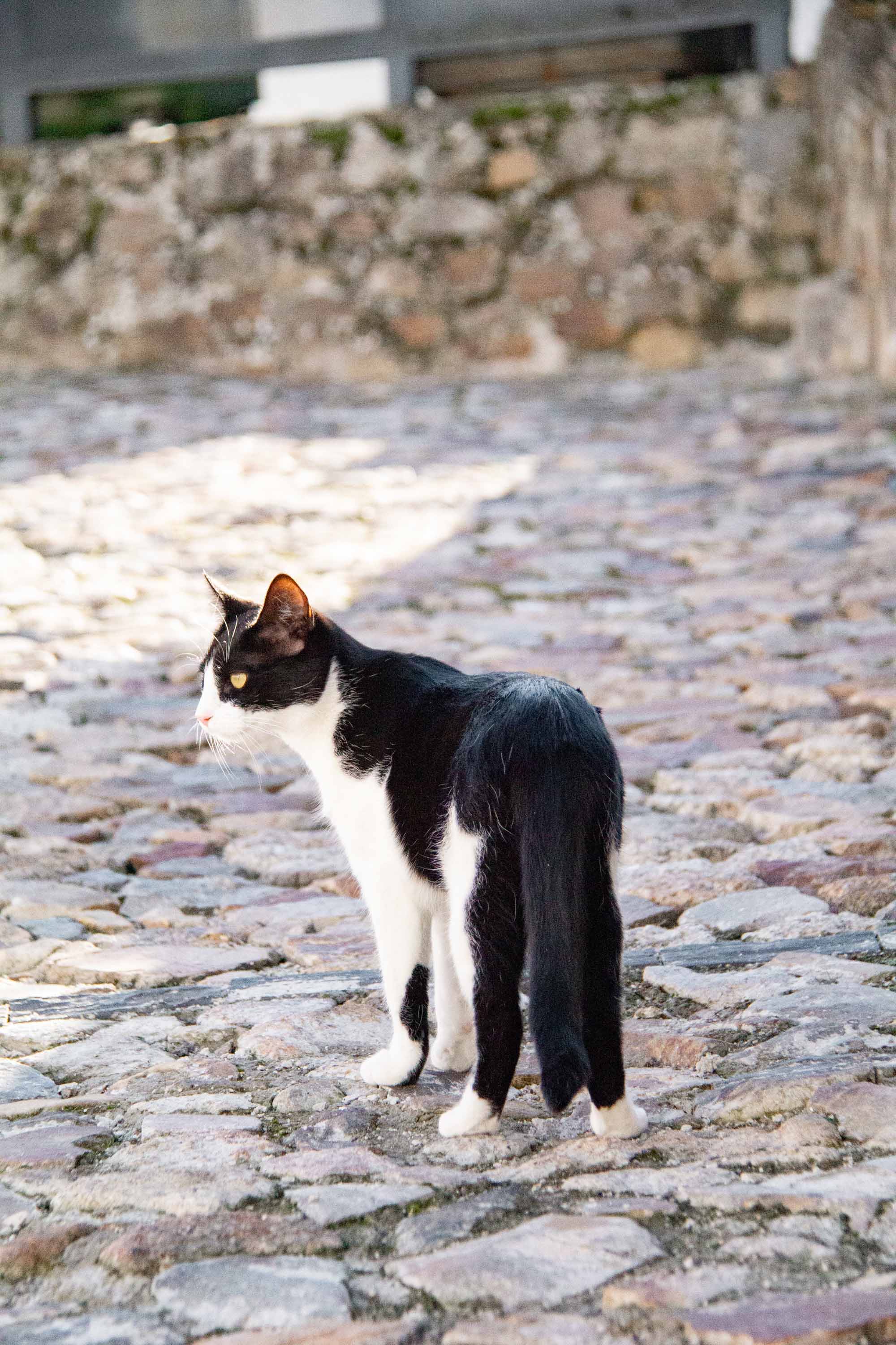 Tuxedo Cat in Marvão —— 2025