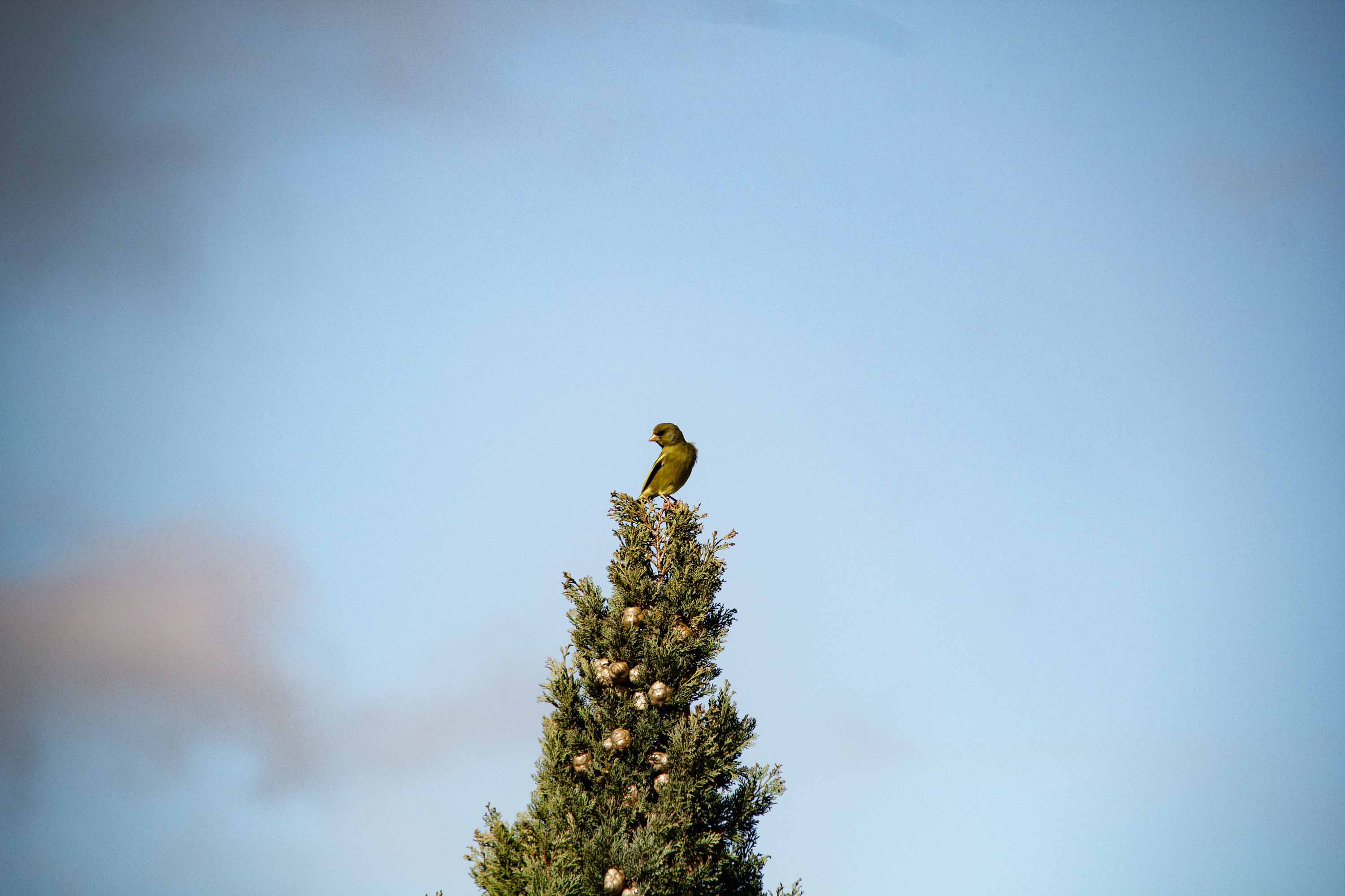 Bird in Marvão —— 2025