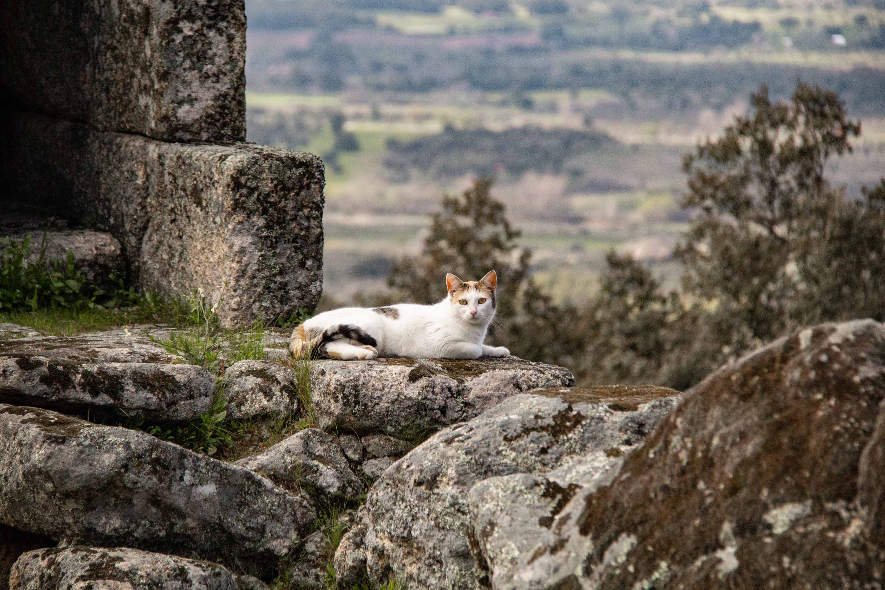 Cat in Monsanto —— 2025