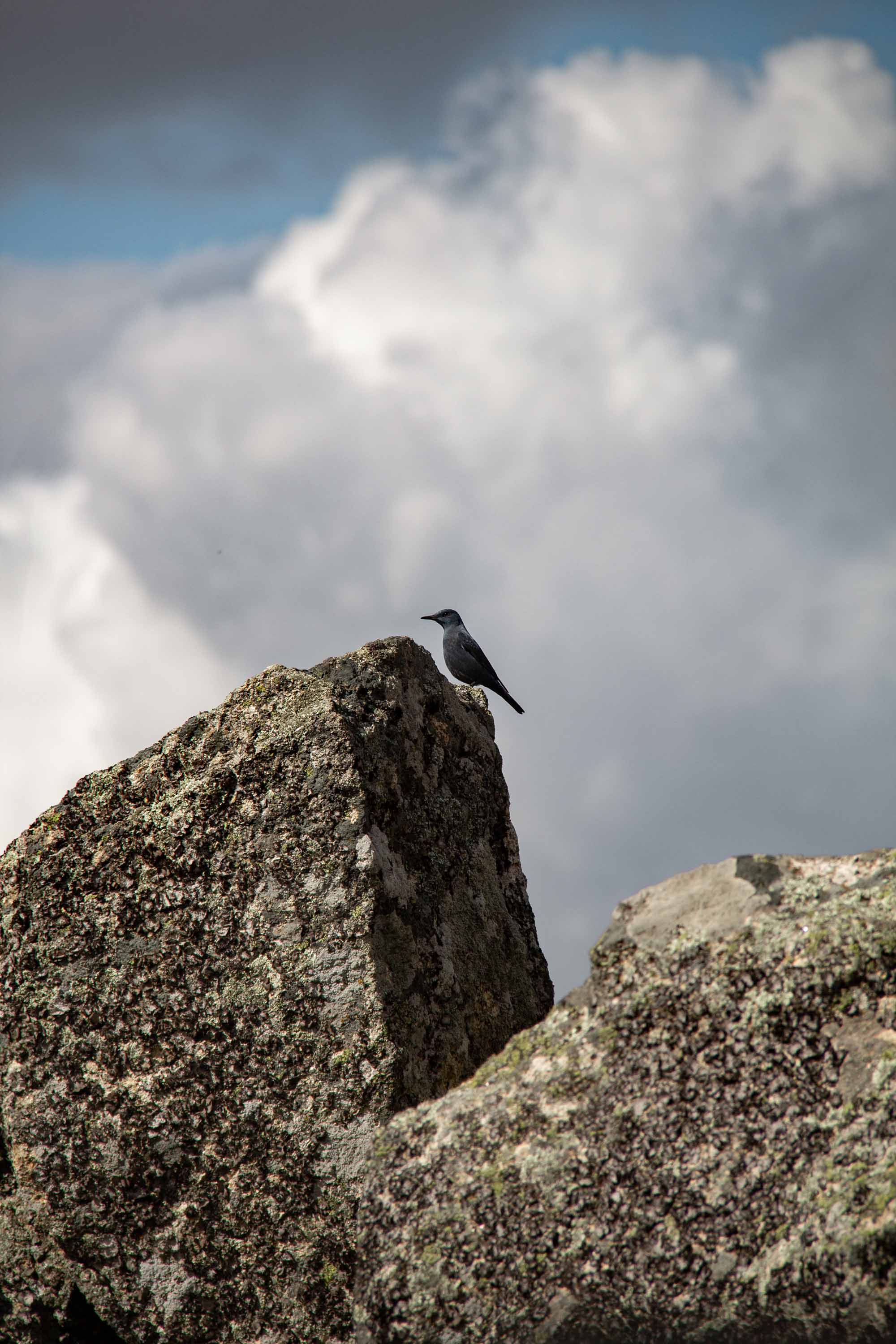 Castelo de Monsanto —— 2025