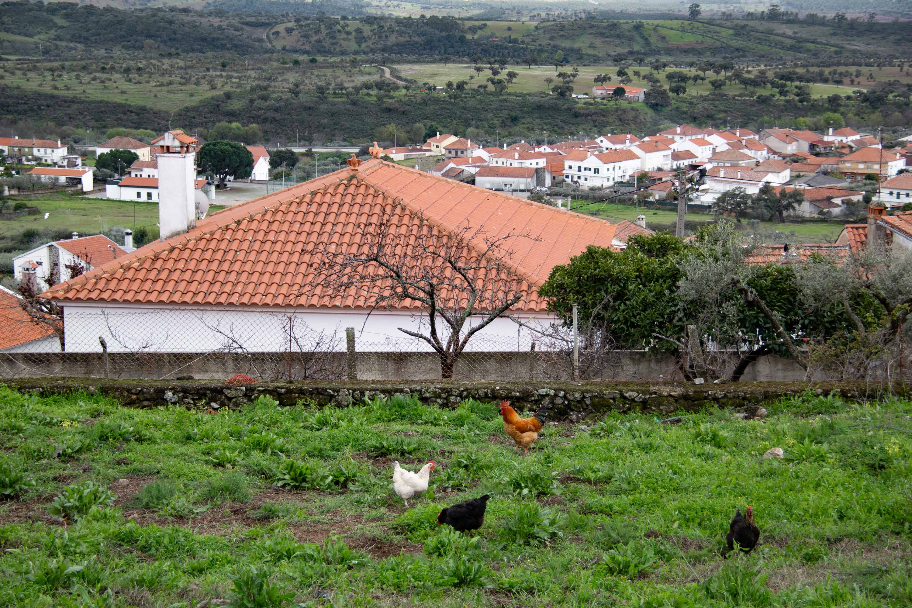 Chickens! —— 2025