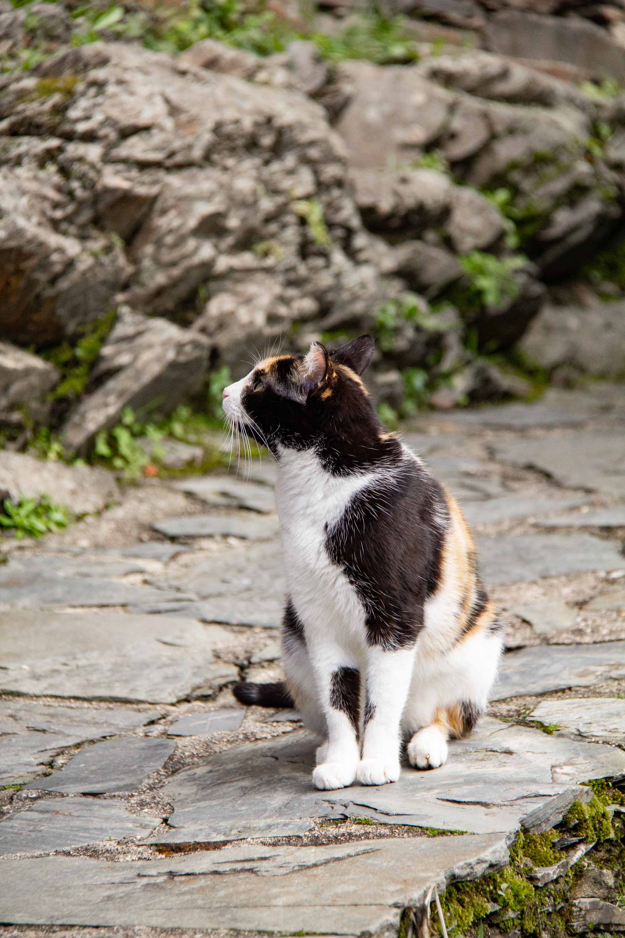 Calico in Piódão —— 2025