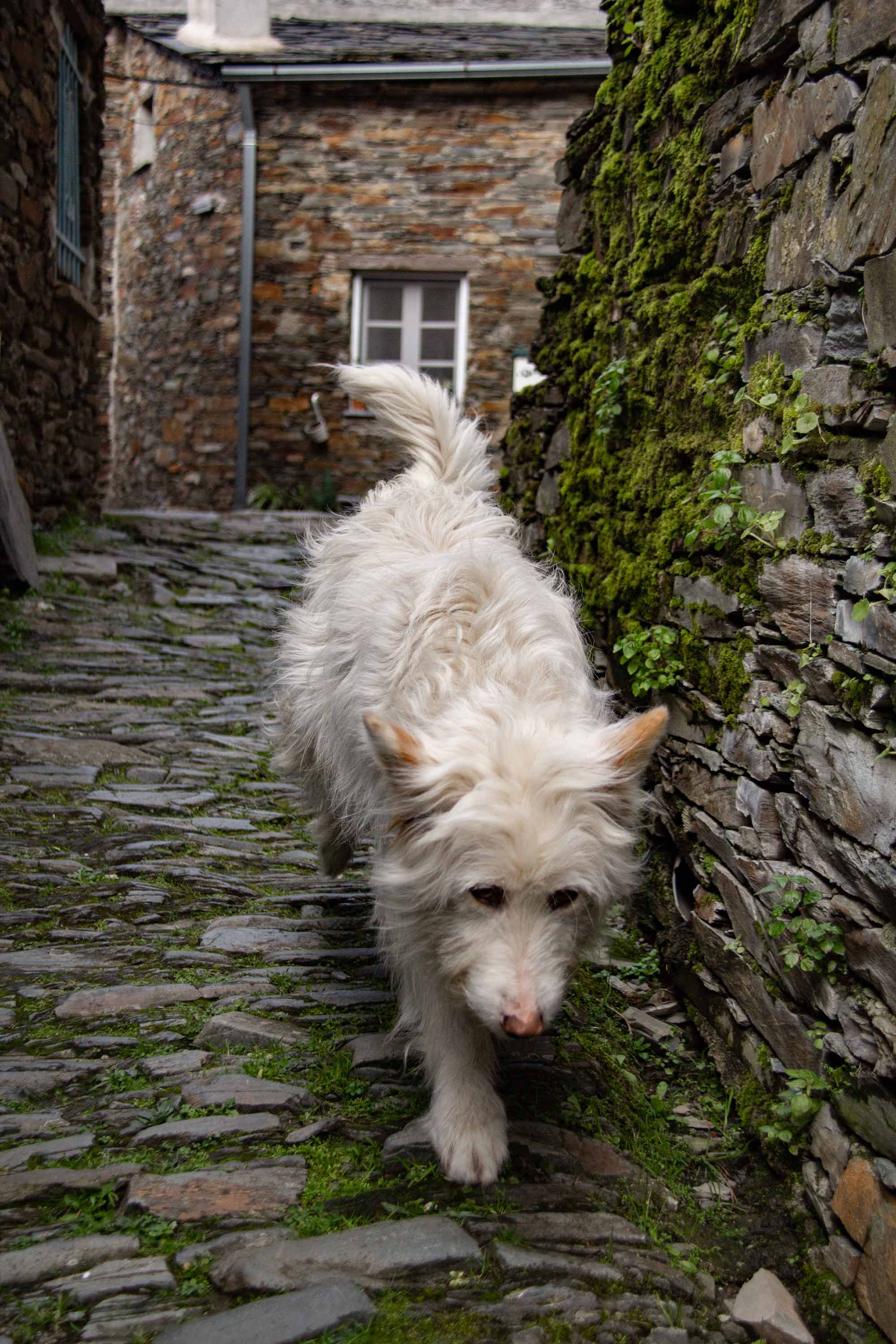 Dog in Piódão —— 2025