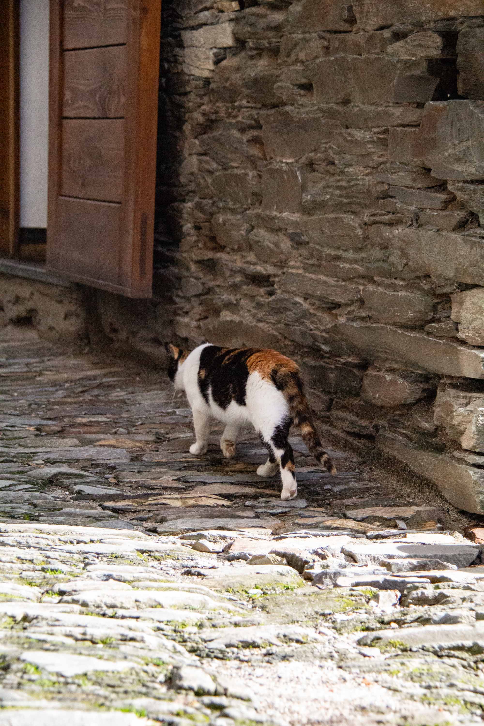 Calico in Piódão —— 2025