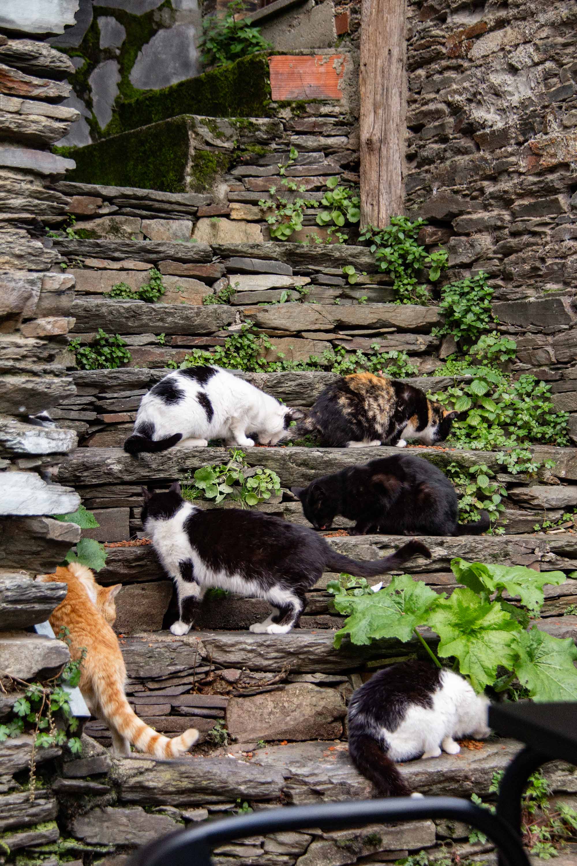 Cat Craze in Piódão —— 2025