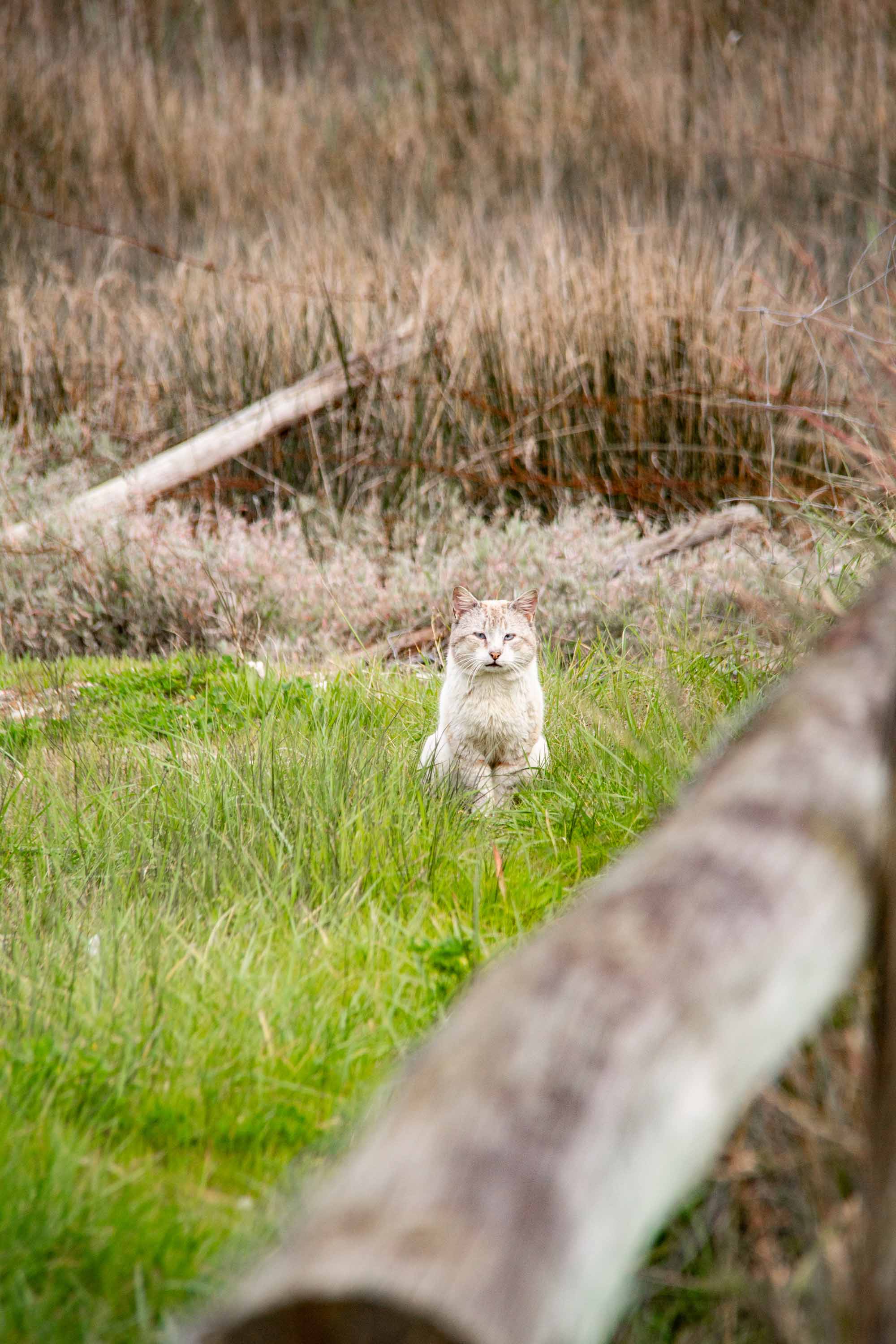 Near Aveiro —— 2025